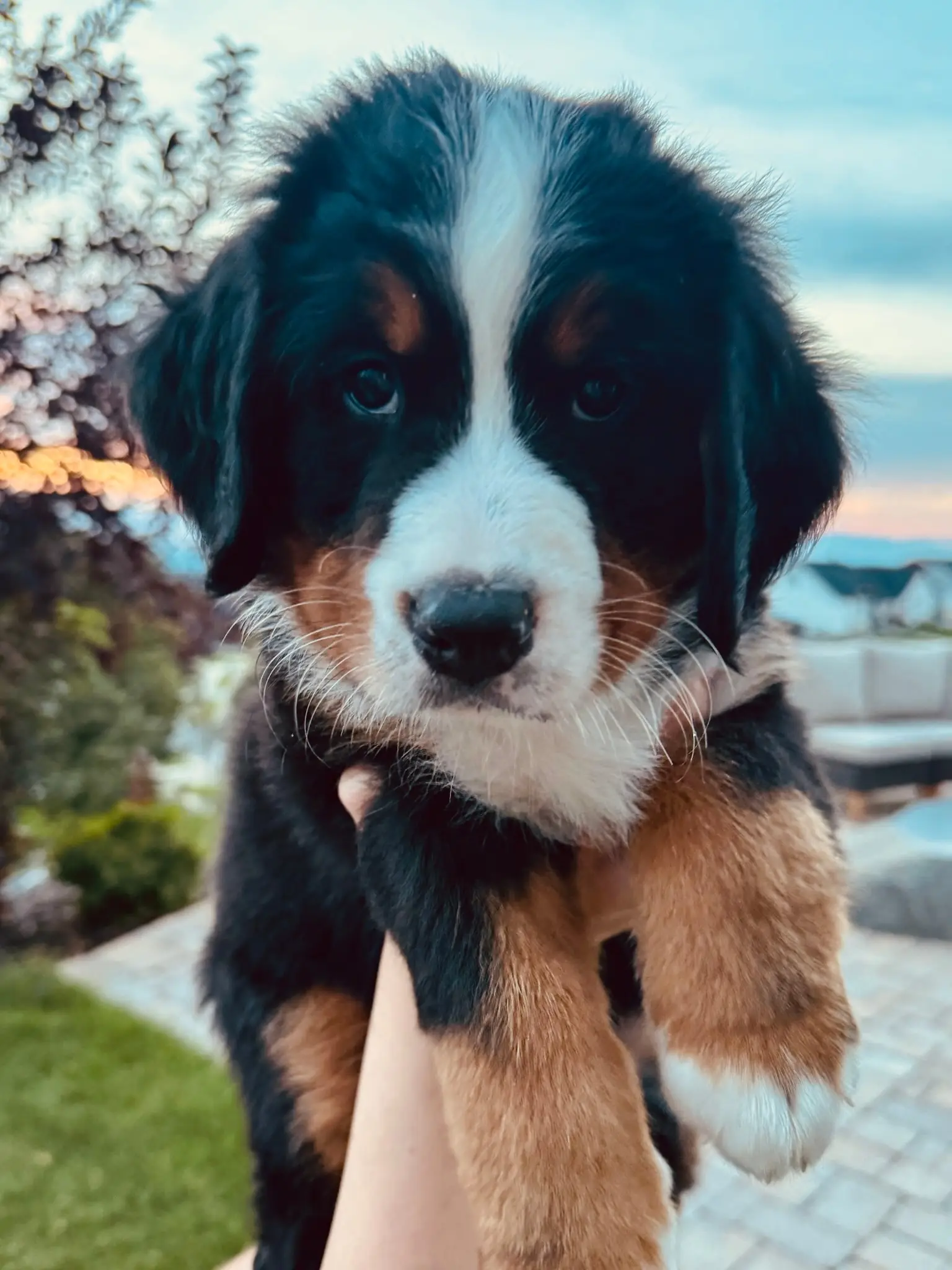 Black collar puppy — August 13, 2026