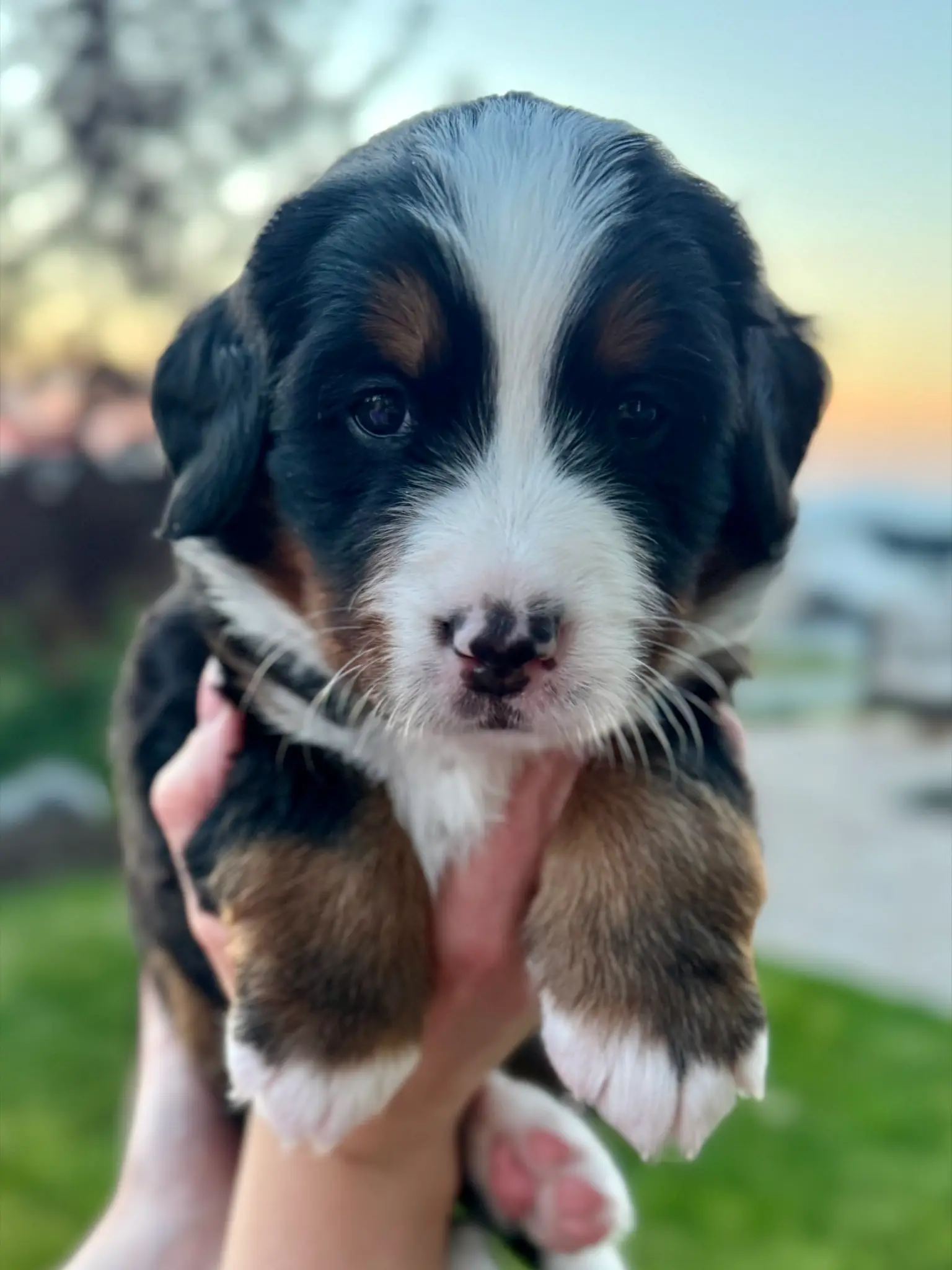 Black collar puppy — July 23, 2026