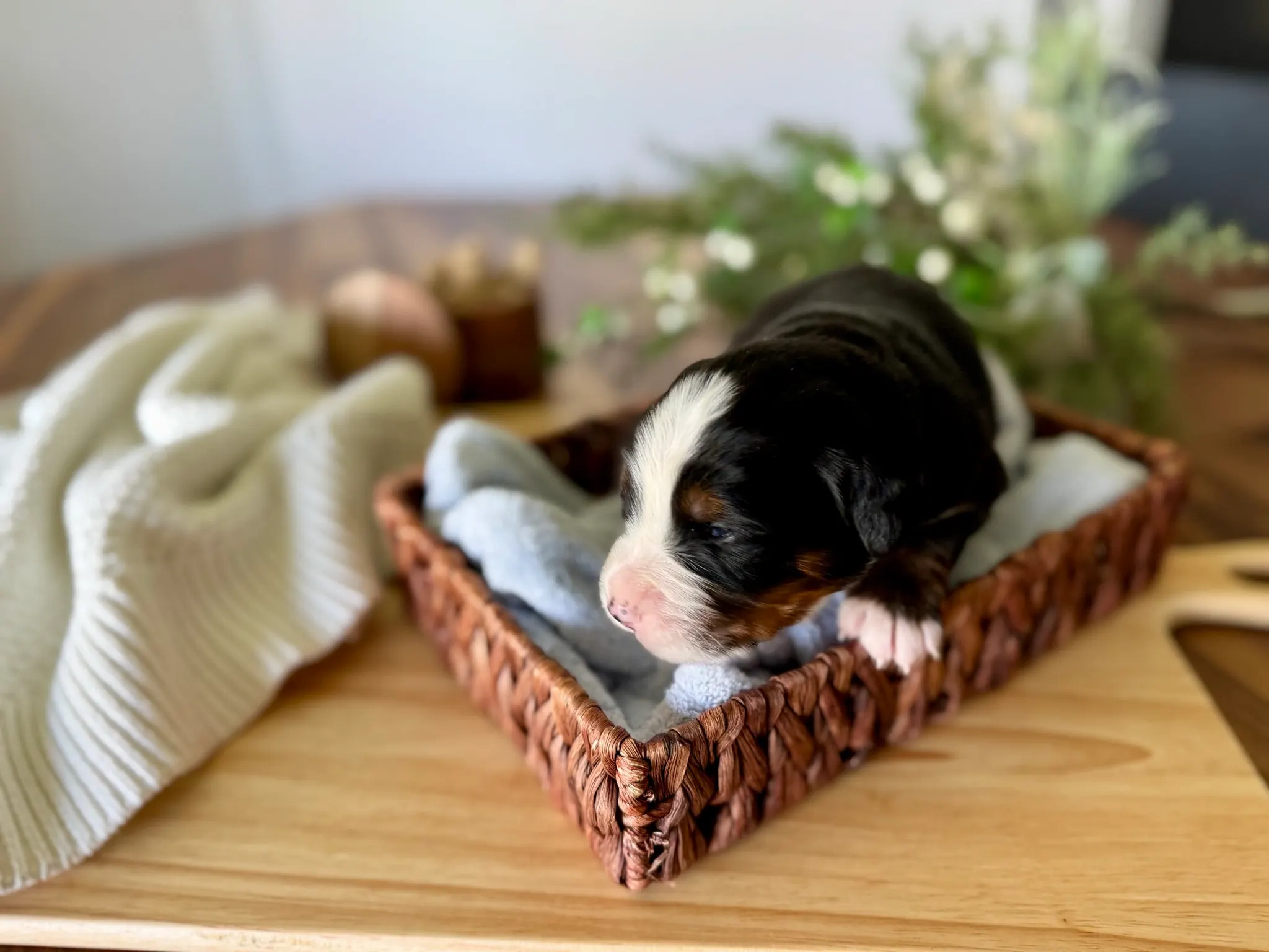 Black collar puppy — July 7, 2026