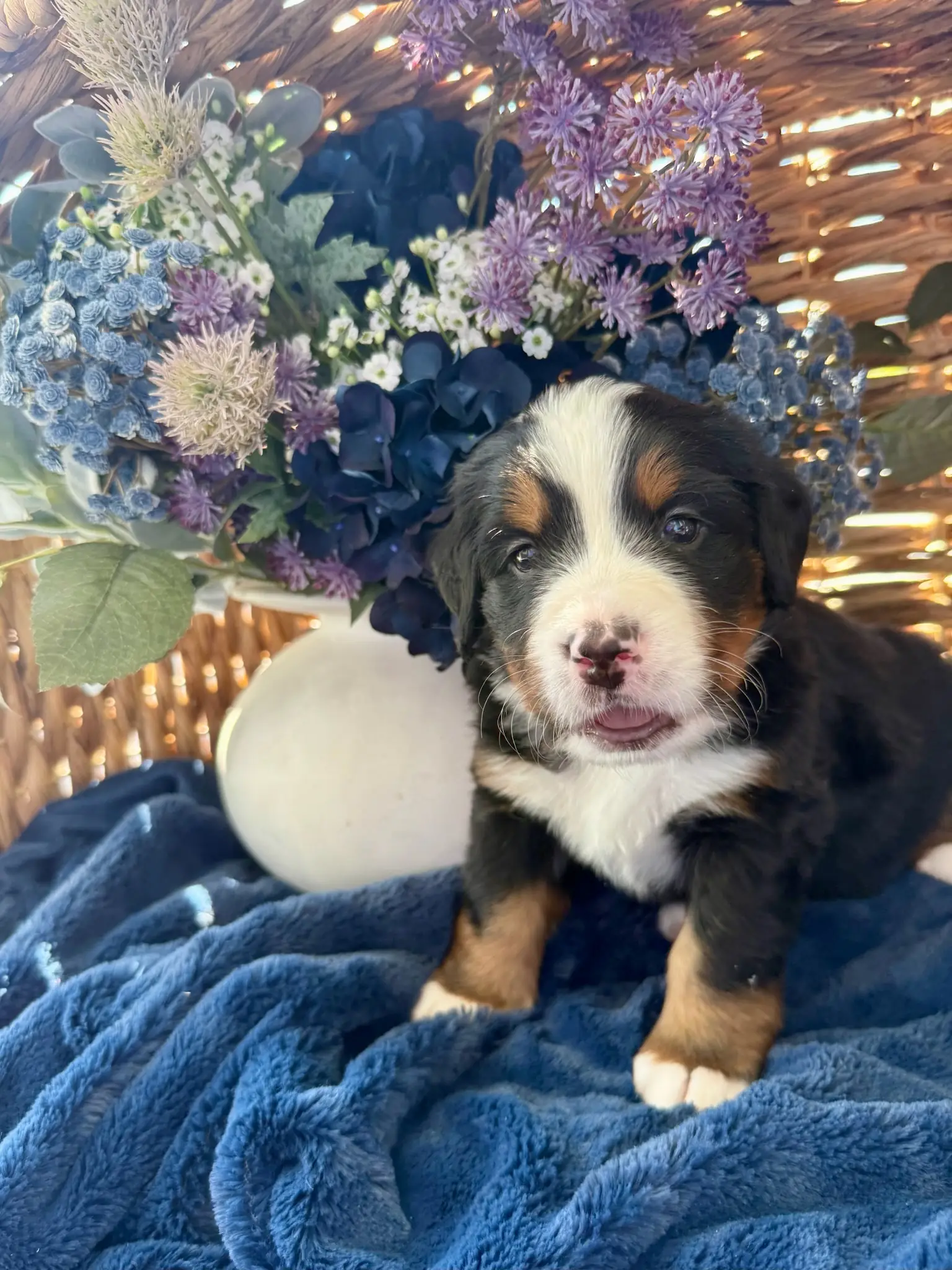Black collar puppy — July 24, 2026