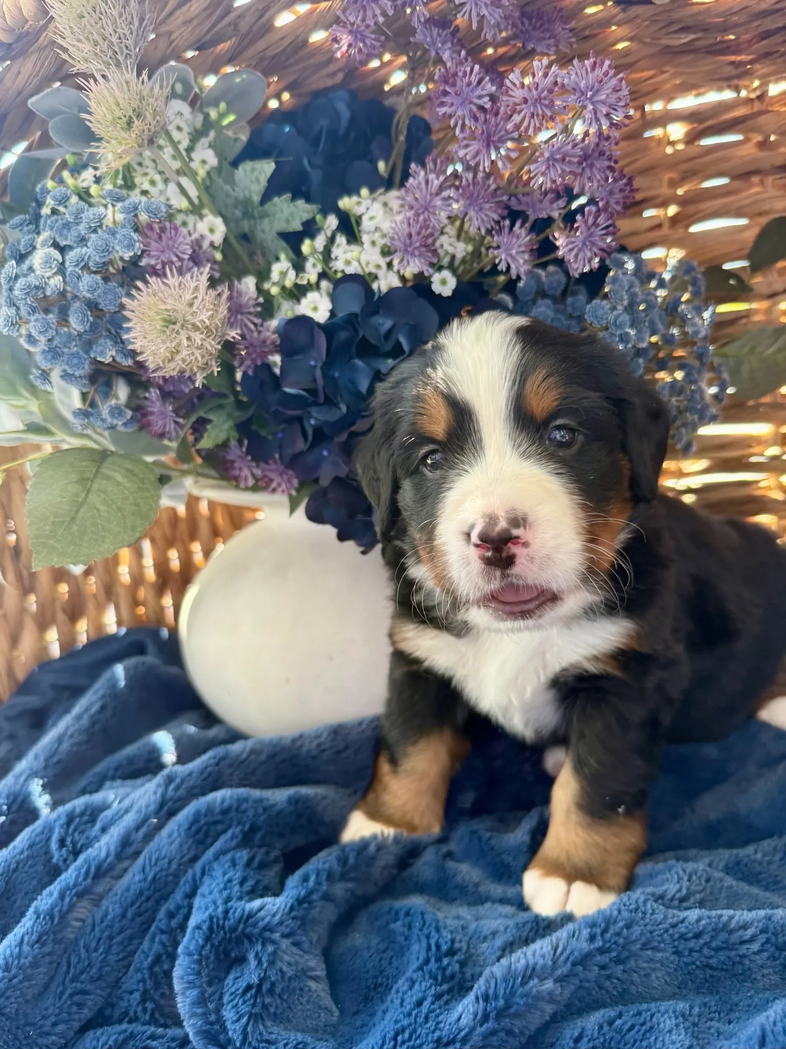 Black collar puppy — July 24, 2026