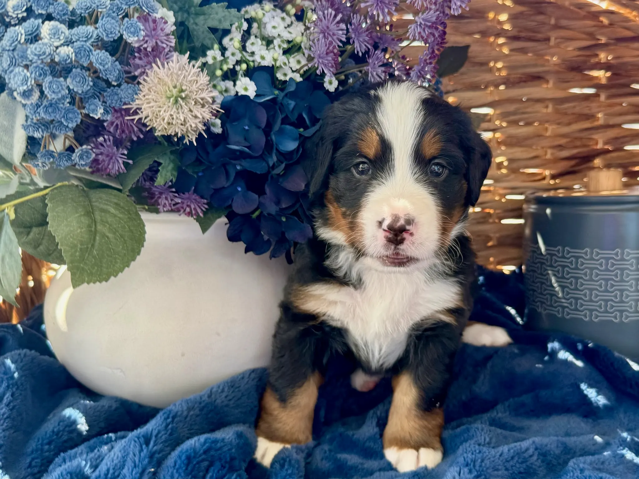 Black collar puppy — July 24, 2026