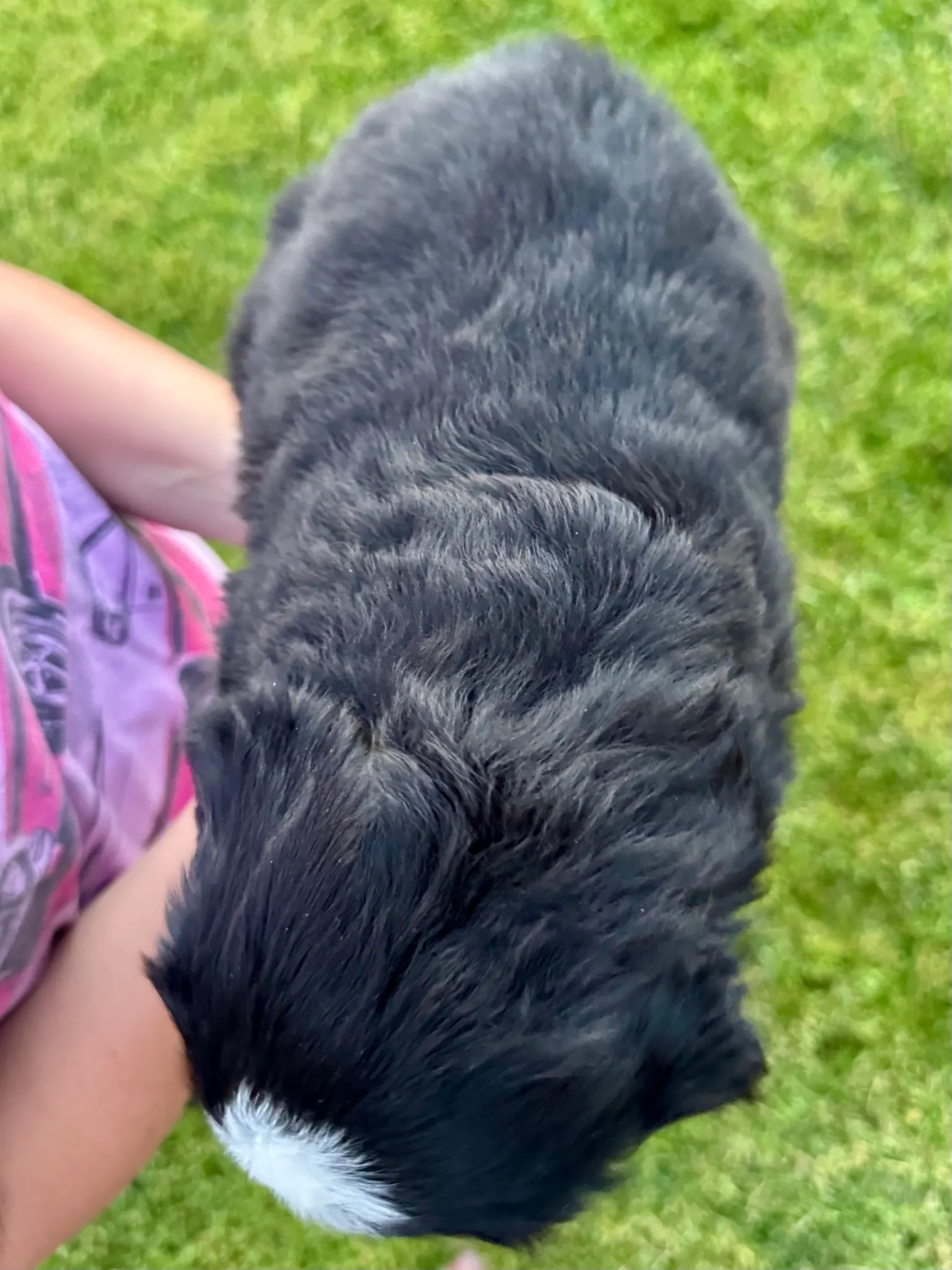 Black collar puppy — July 23, 2026