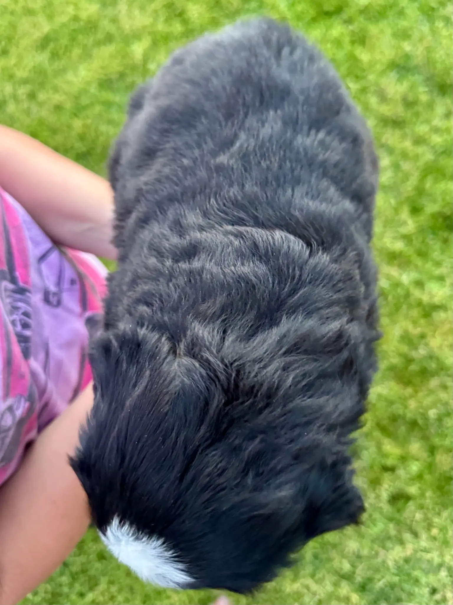 Black collar puppy — July 23, 2026