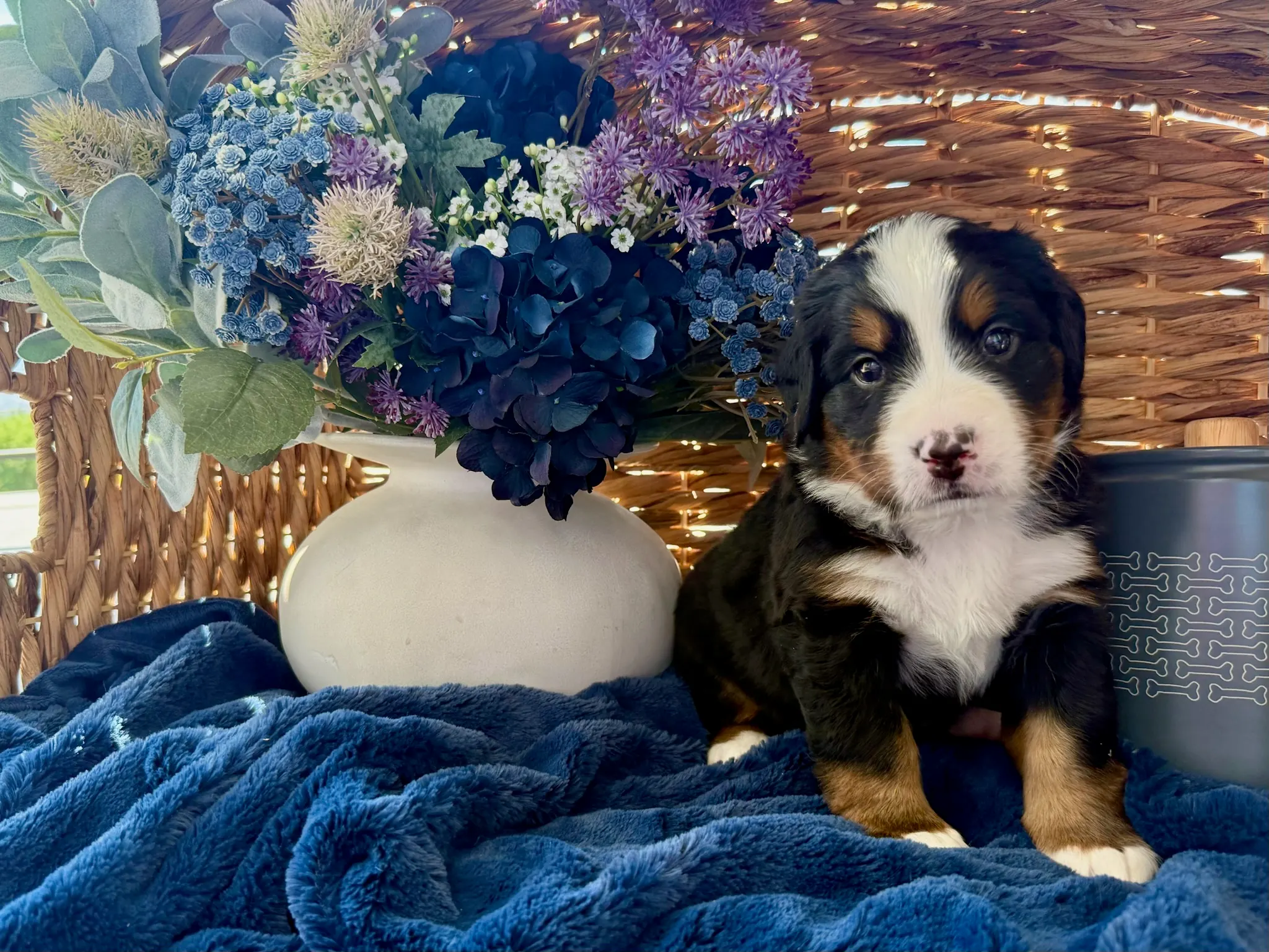 Black collar puppy — July 24, 2026