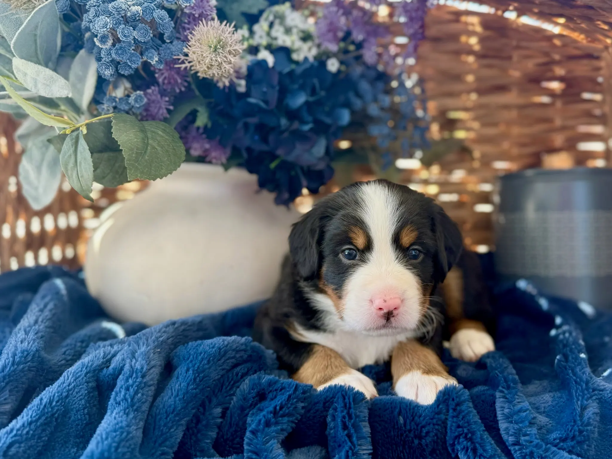 Blue collar puppy — July 24, 2026
