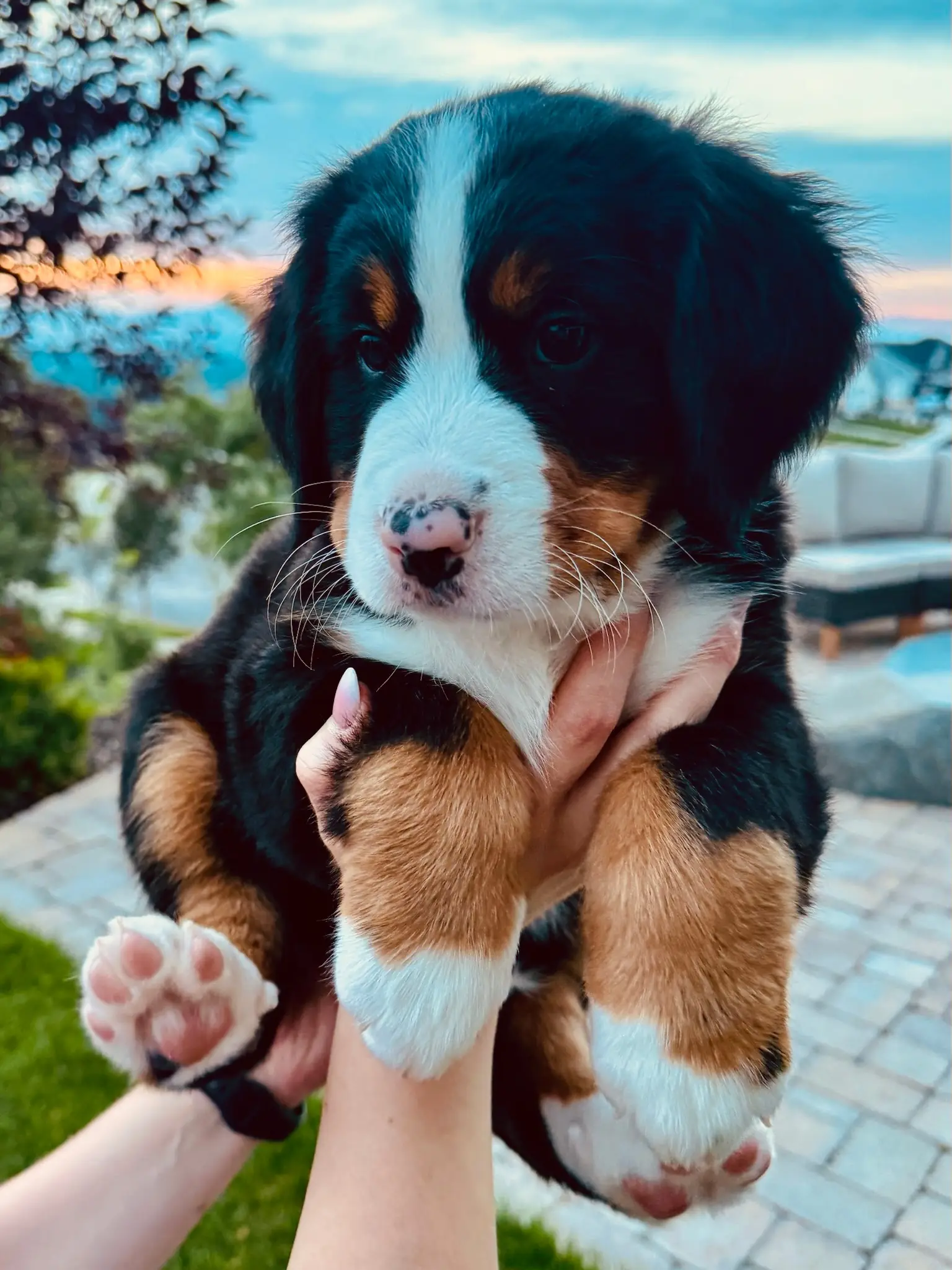 Blue collar puppy — August 13, 2026