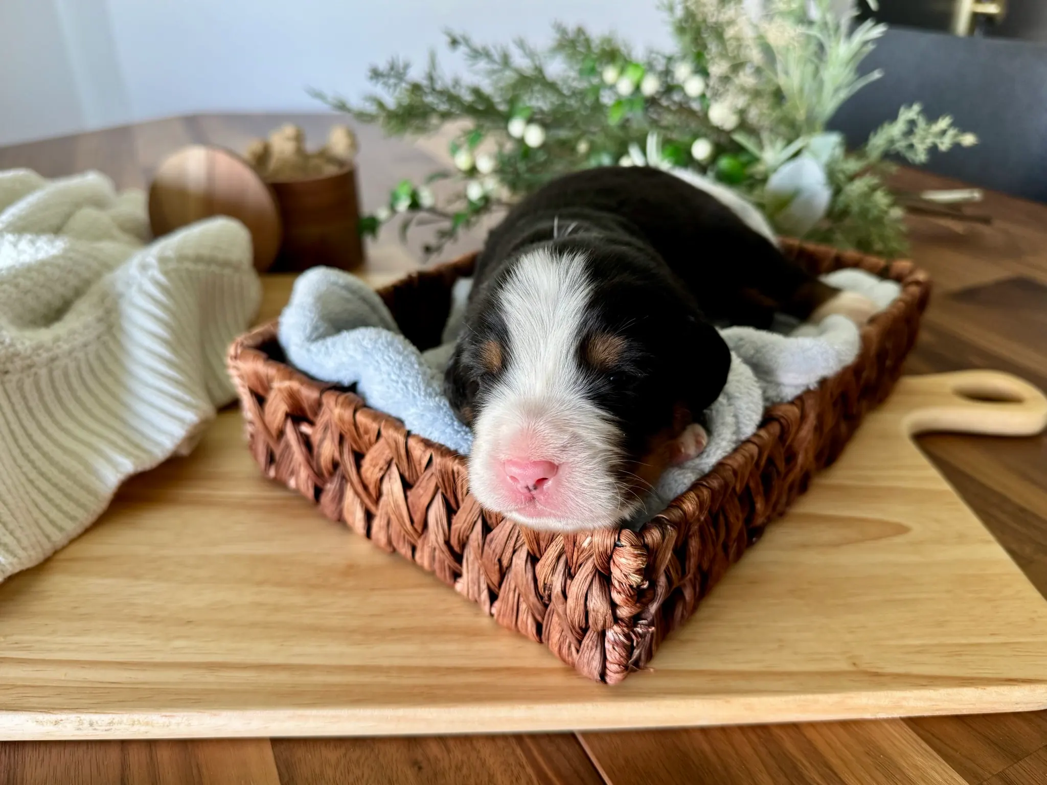 Blue collar puppy — July 7, 2026