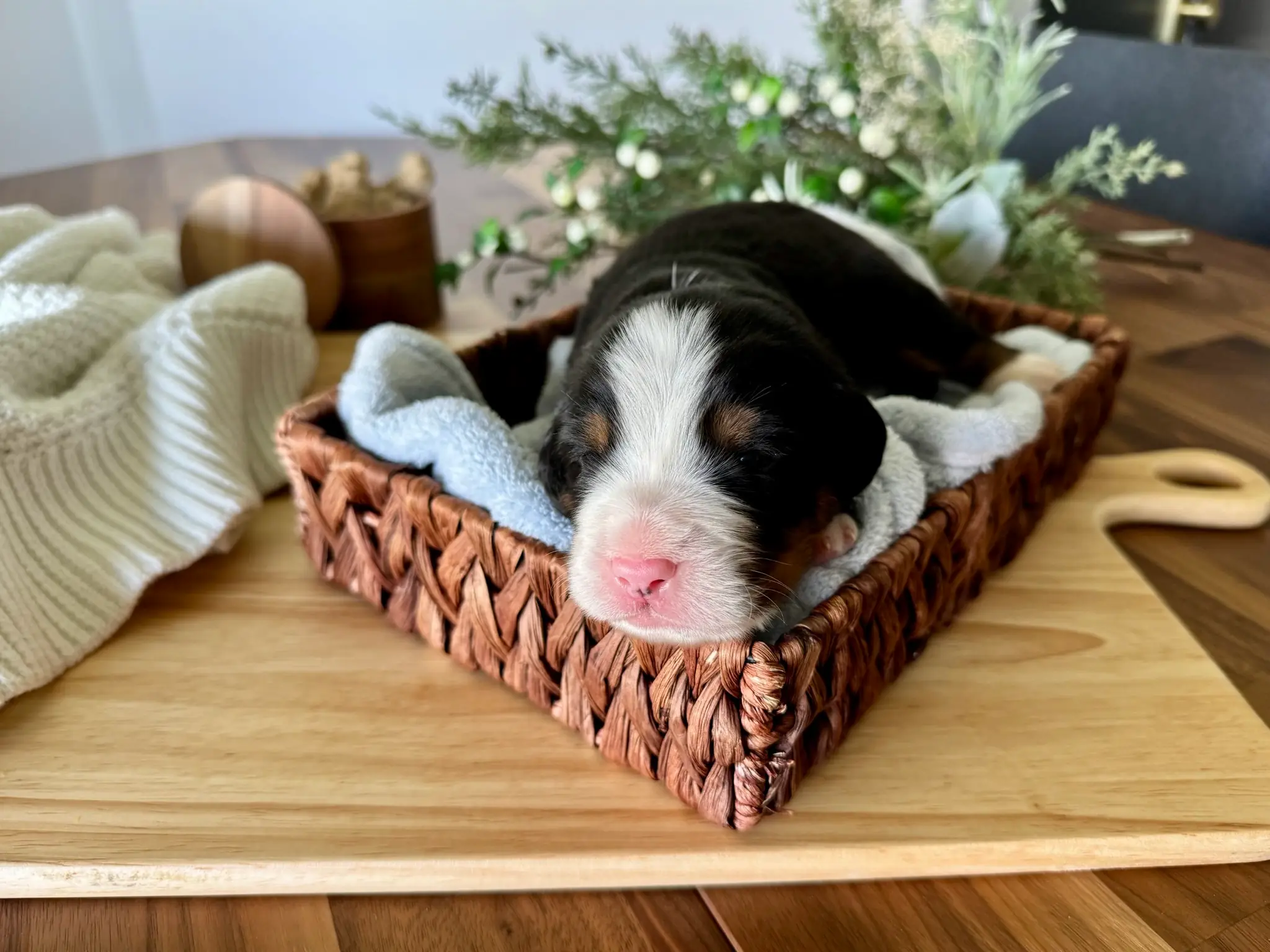 Blue collar puppy — July 7, 2026