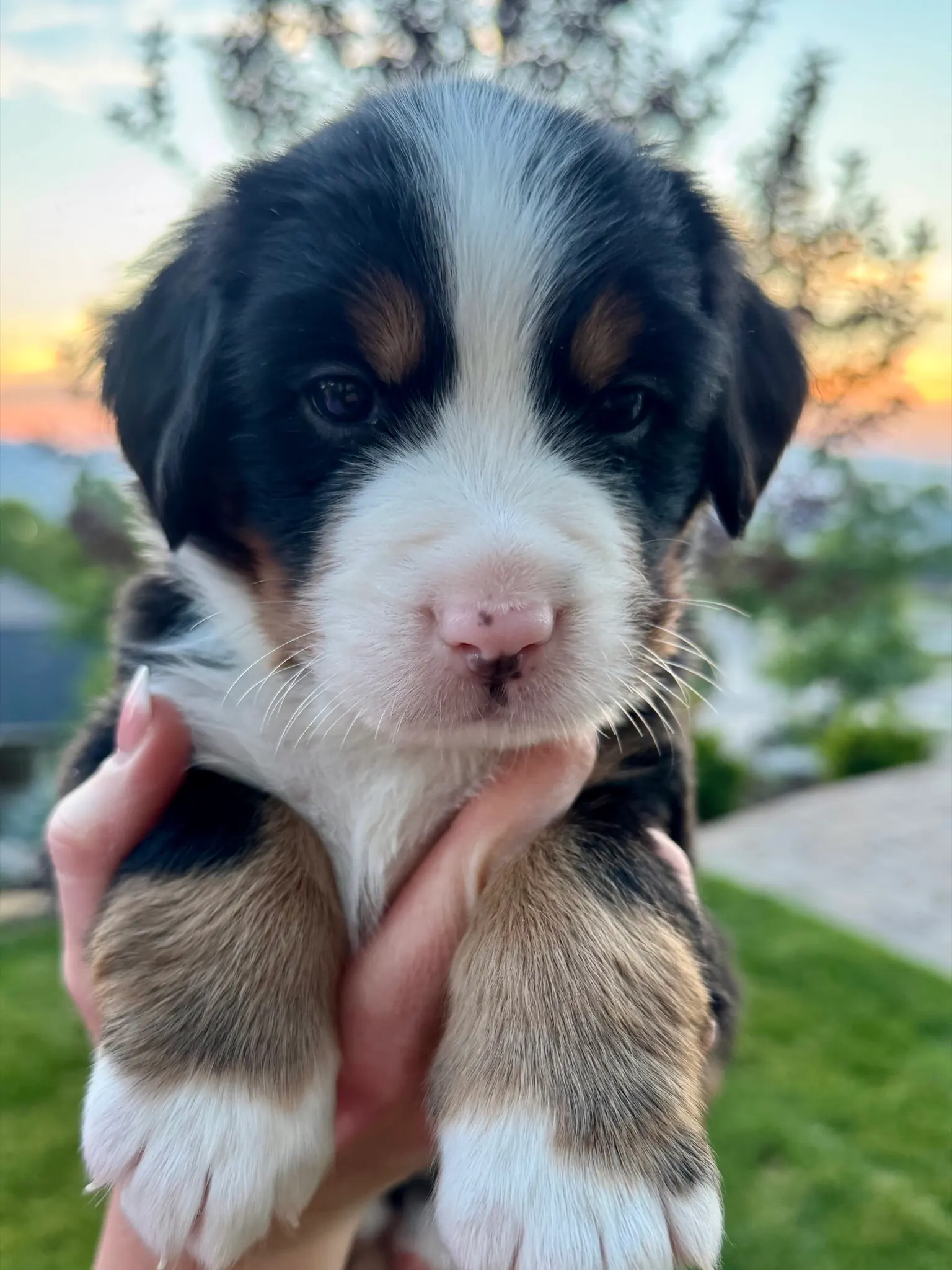 Blue collar puppy — July 23, 2026