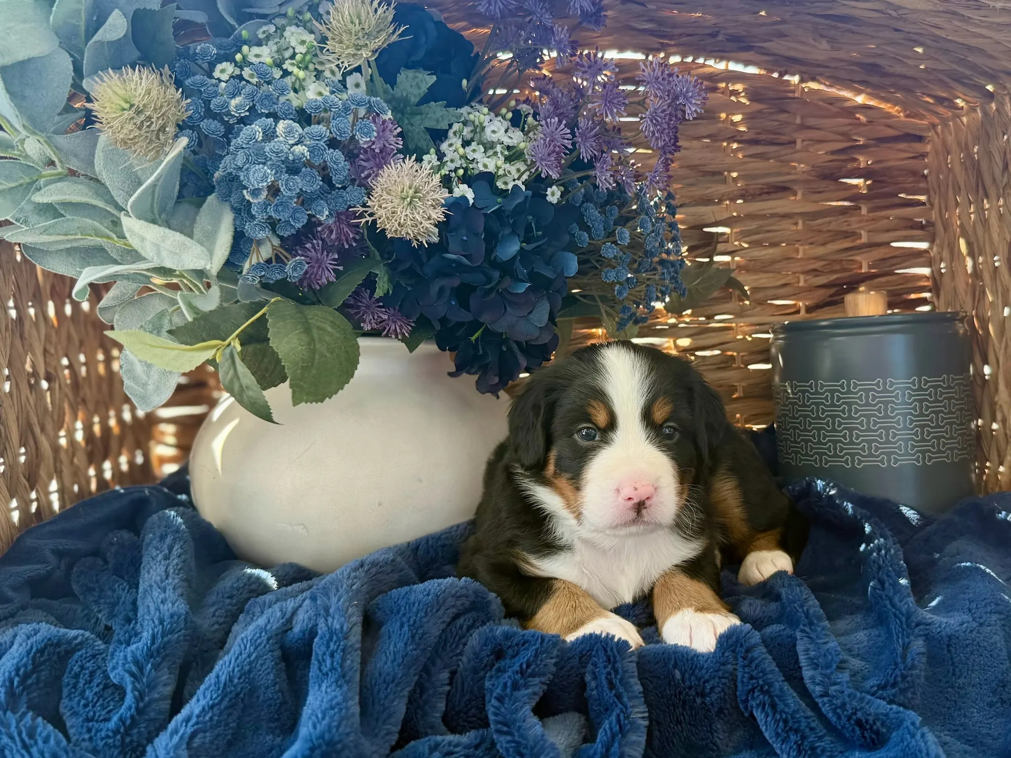 Blue collar puppy — July 24, 2026