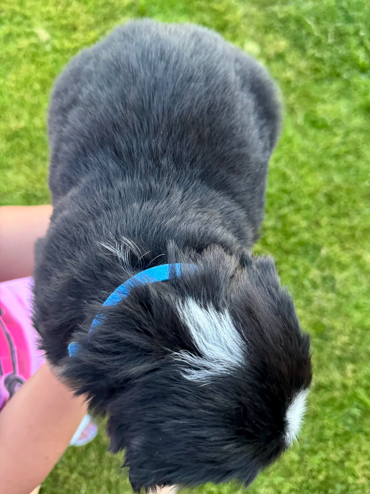 Blue collar puppy — July 23, 2026