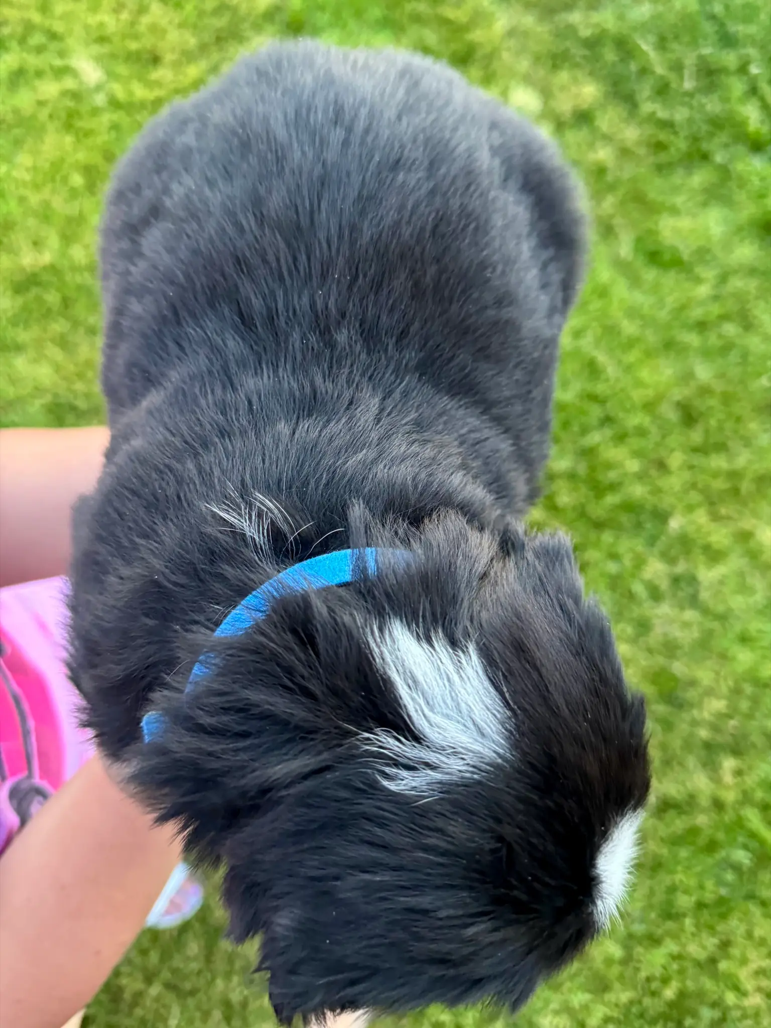 Blue collar puppy — July 23, 2026
