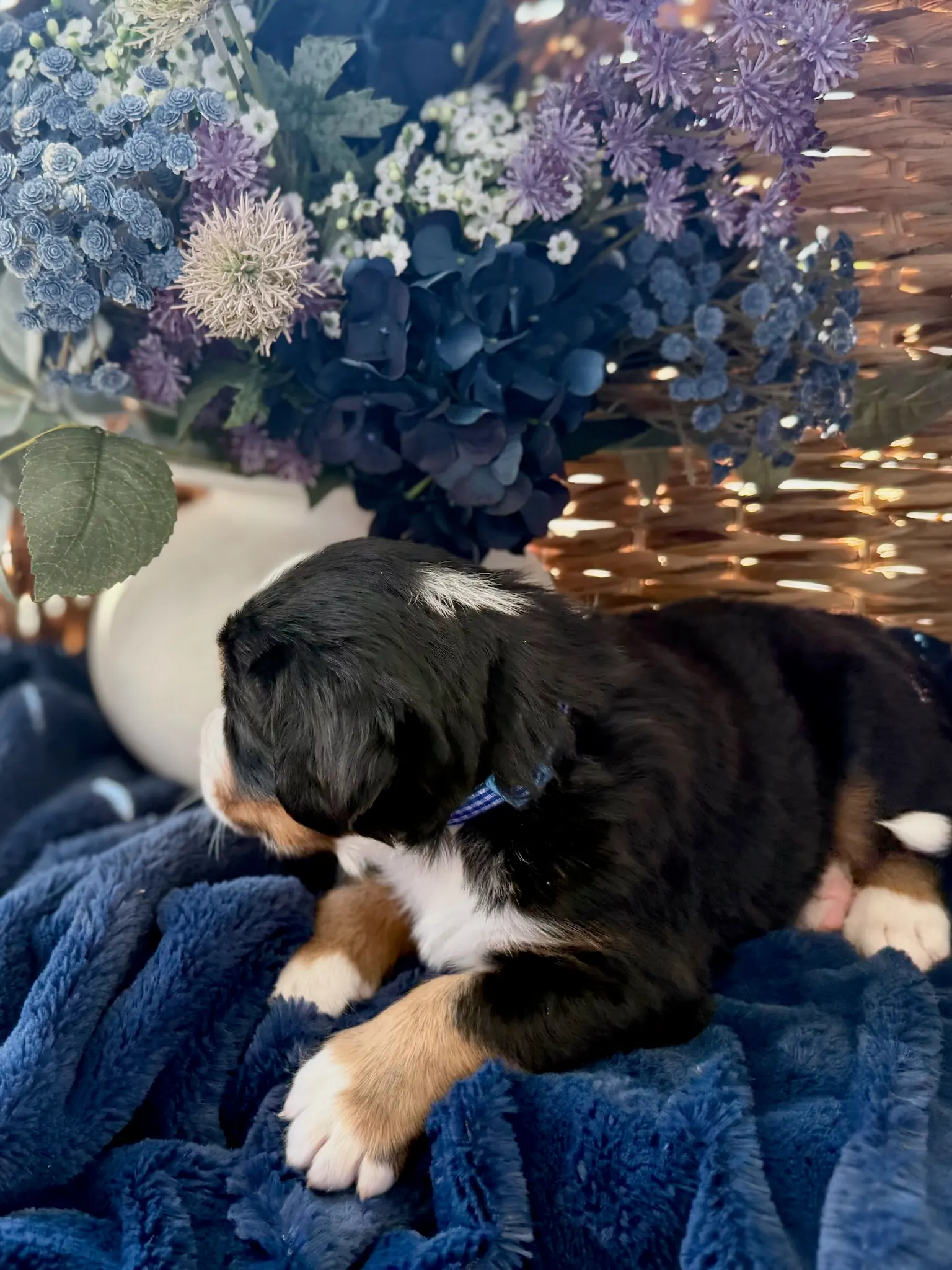 Blue collar puppy — July 24, 2026