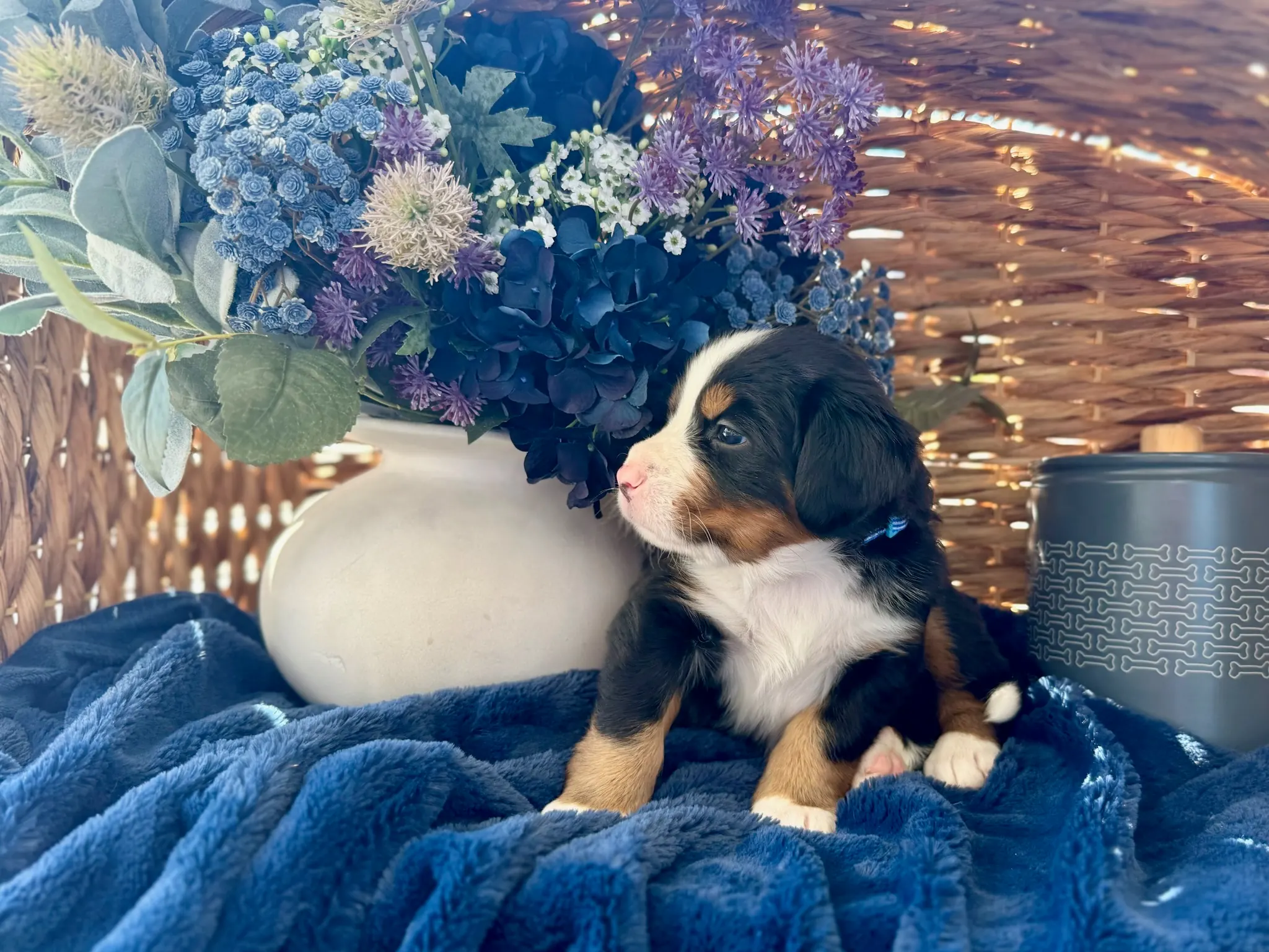 Blue collar puppy — July 24, 2026