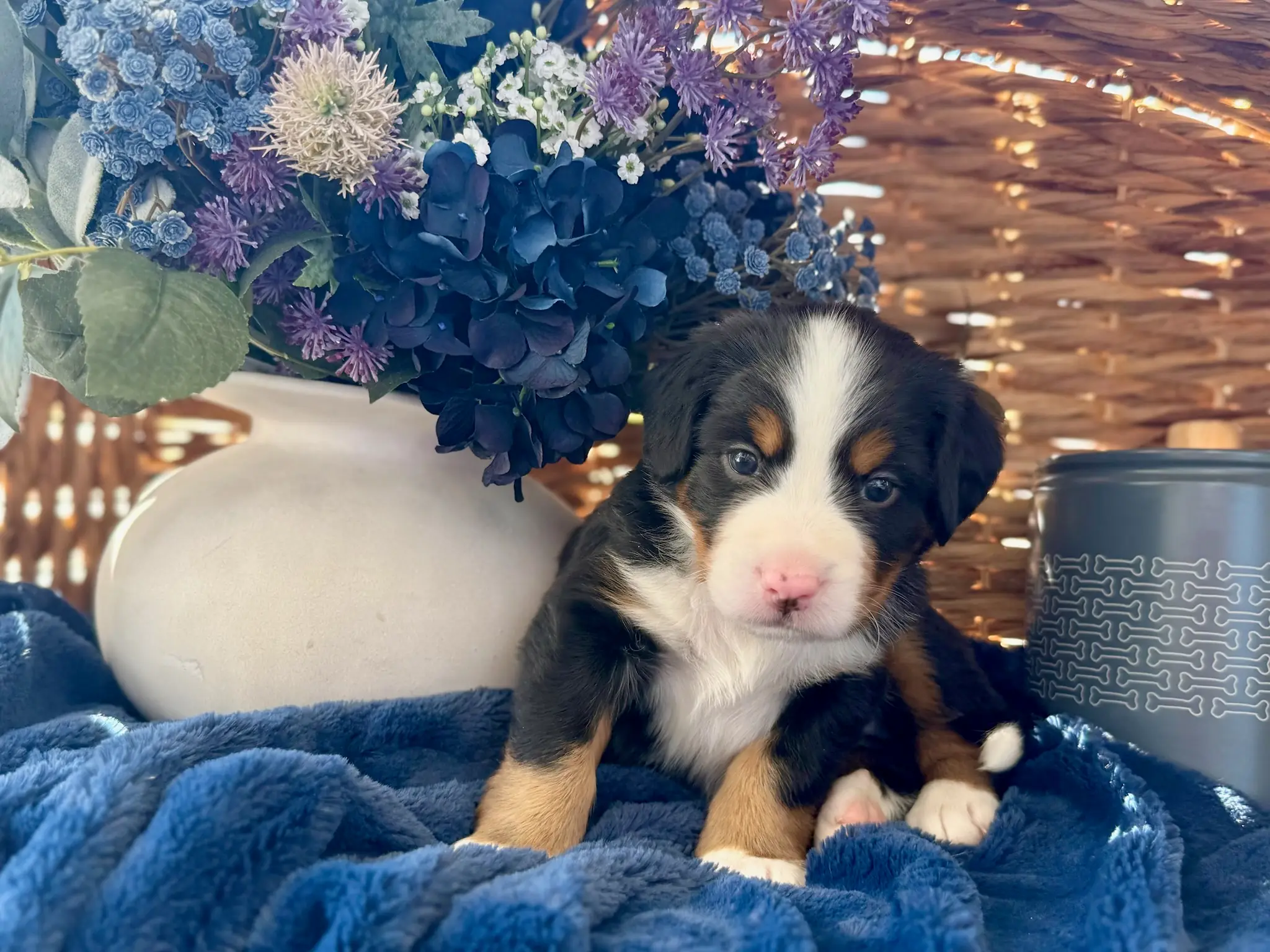 Blue collar puppy — July 24, 2026