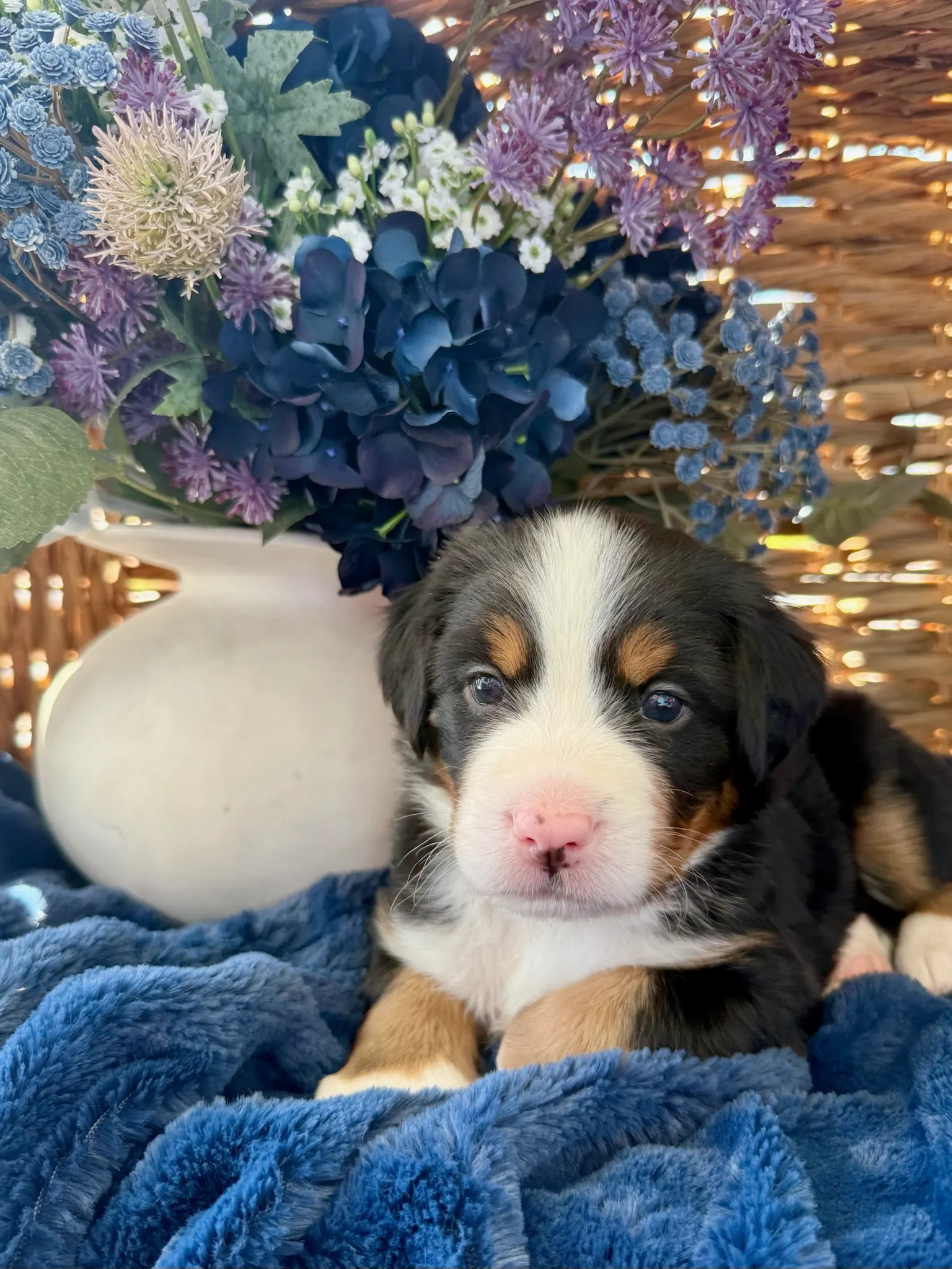 Blue collar puppy — July 24, 2026
