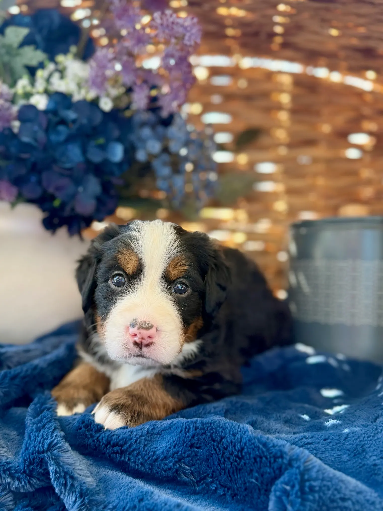 Brown collar puppy — July 24, 2026