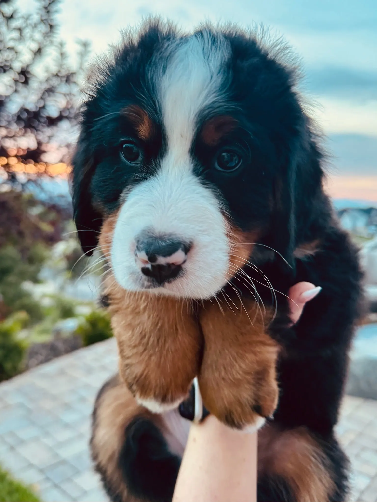 Brown collar puppy — August 13, 2026