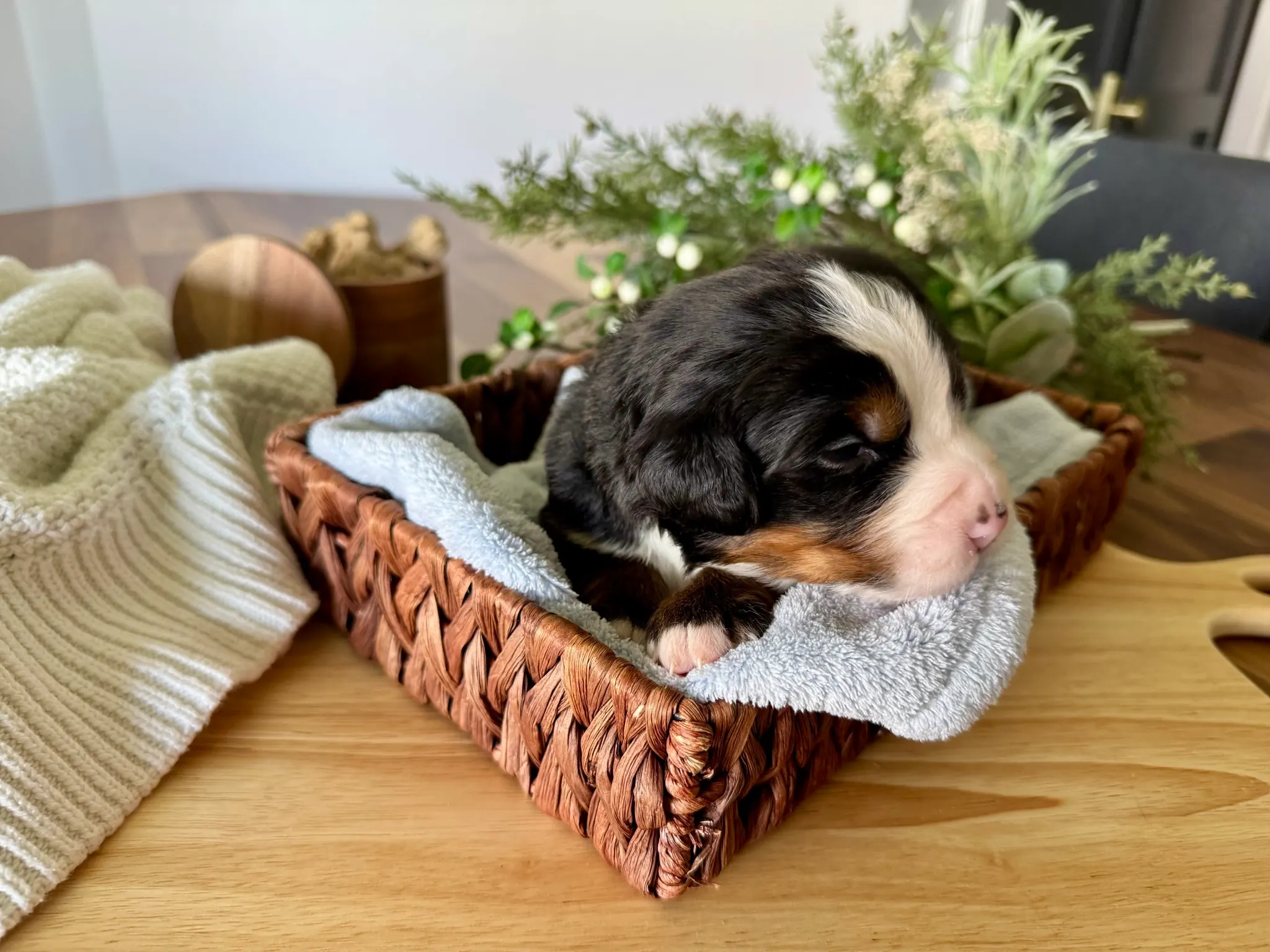 Brown collar puppy — July 7, 2026