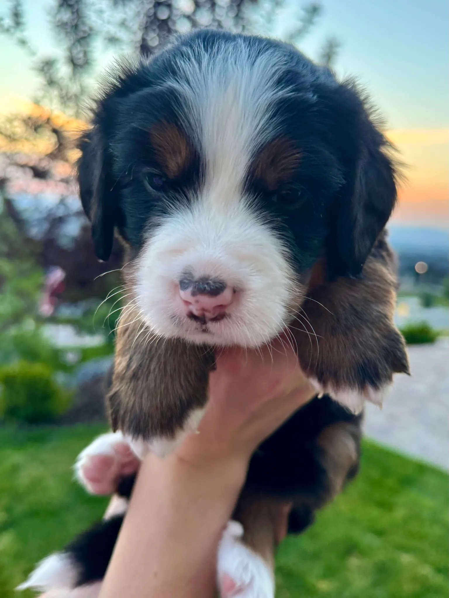 Brown collar puppy — July 23, 2026