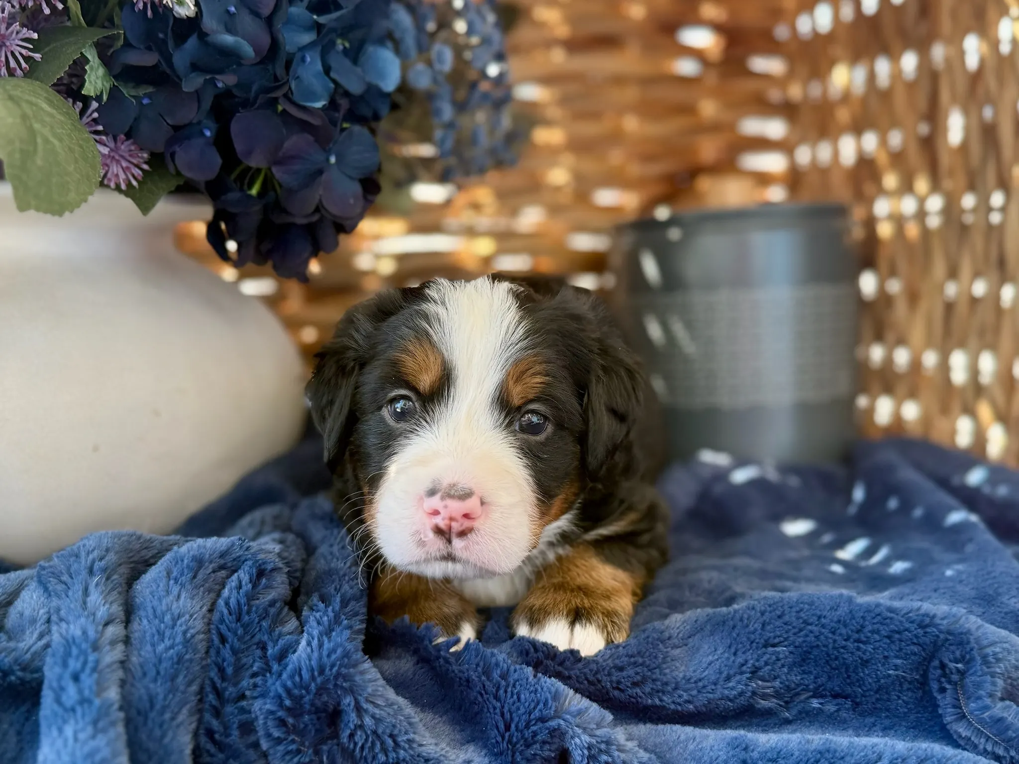 Brown collar puppy — July 24, 2026