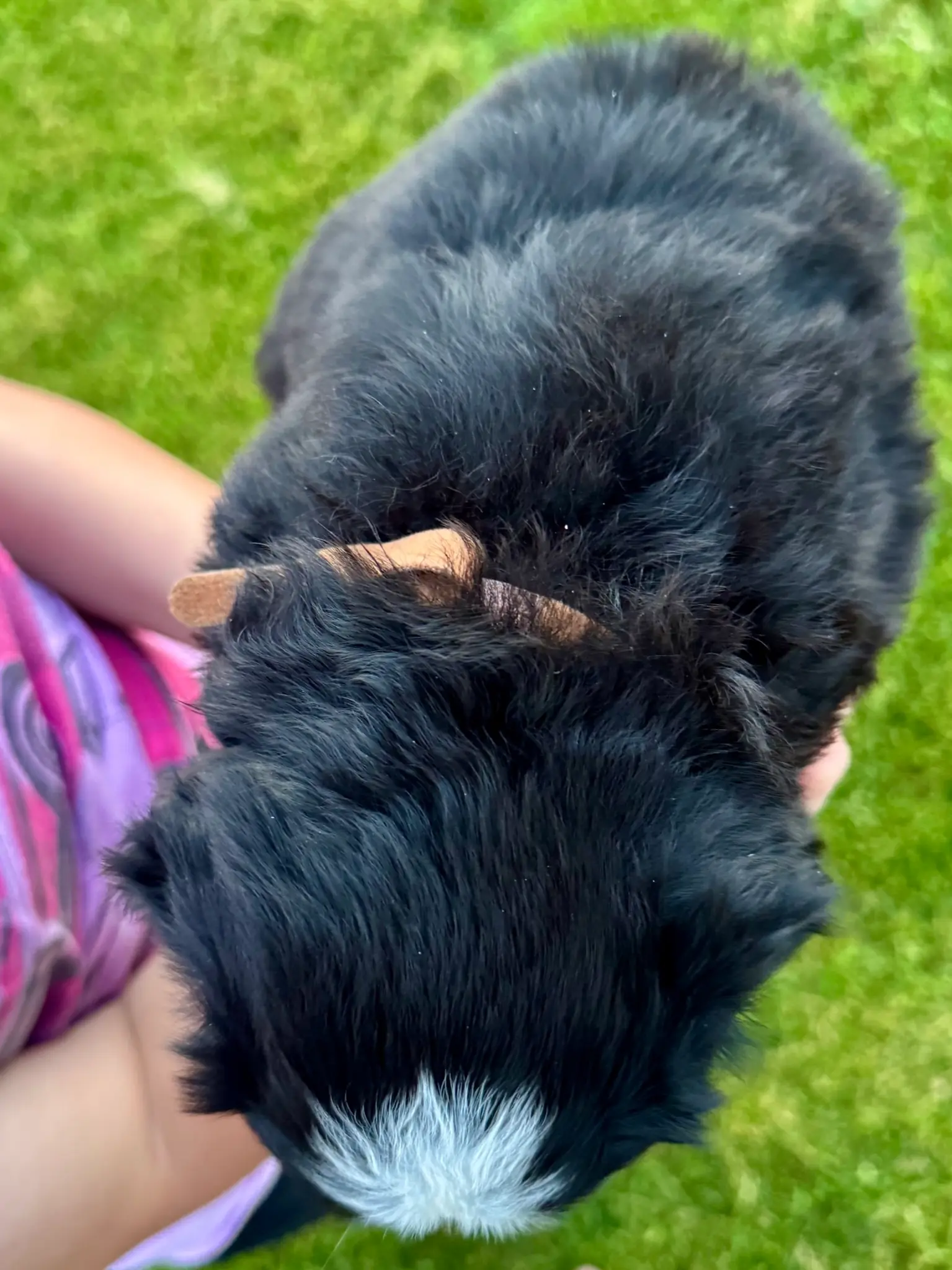 Brown collar puppy — July 23, 2026