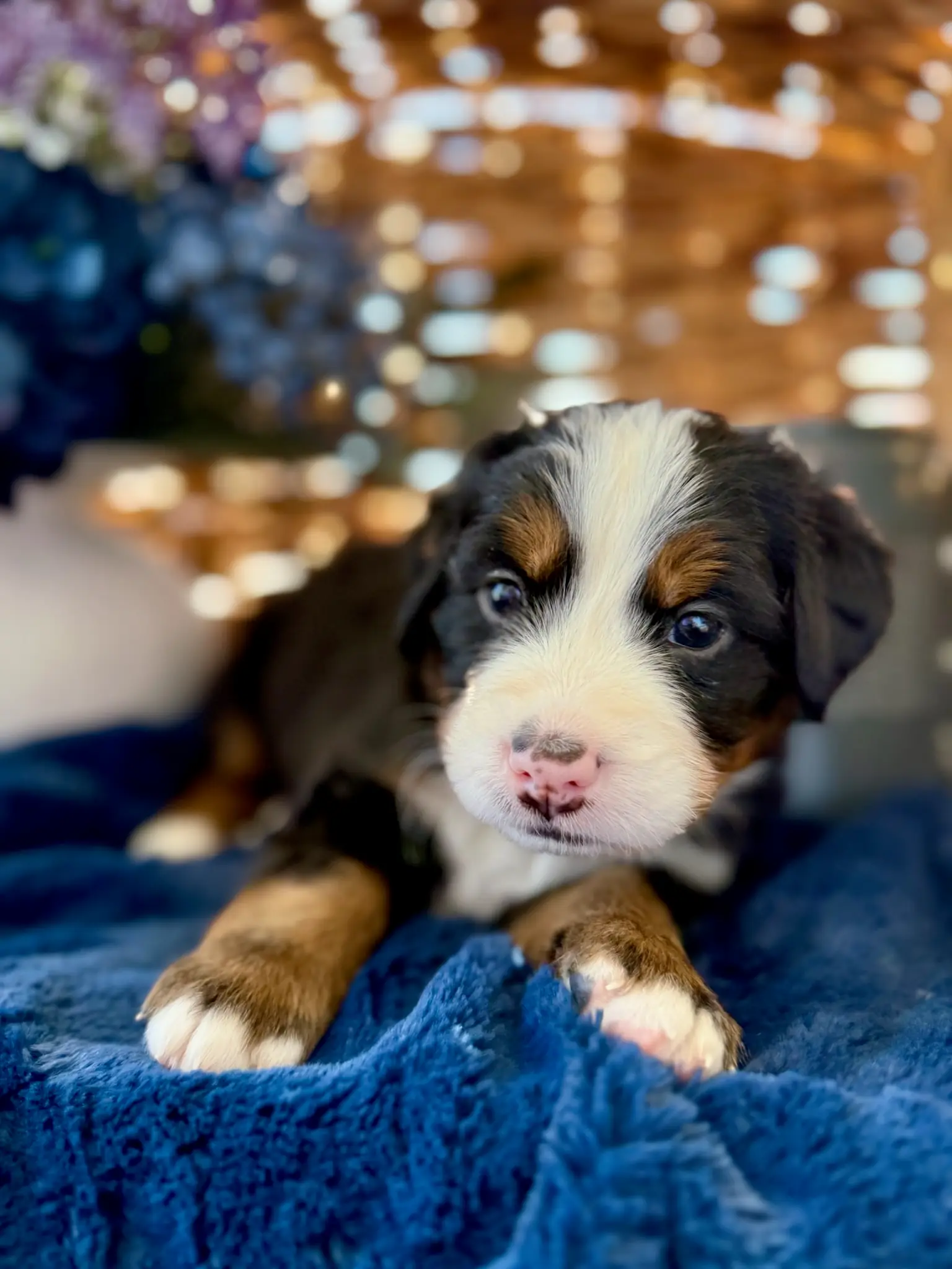 Brown collar puppy — July 24, 2026