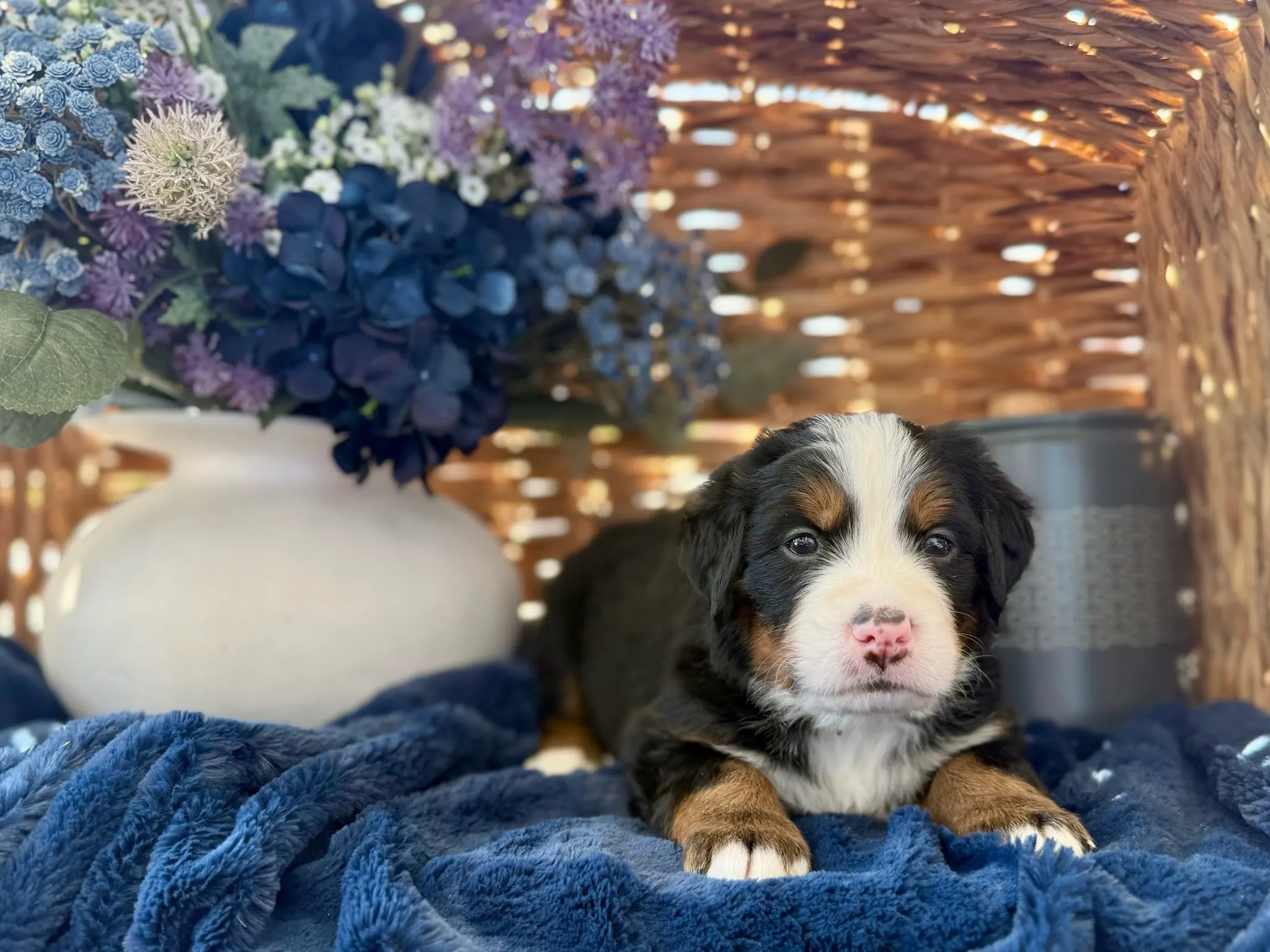Brown collar puppy — July 24, 2026