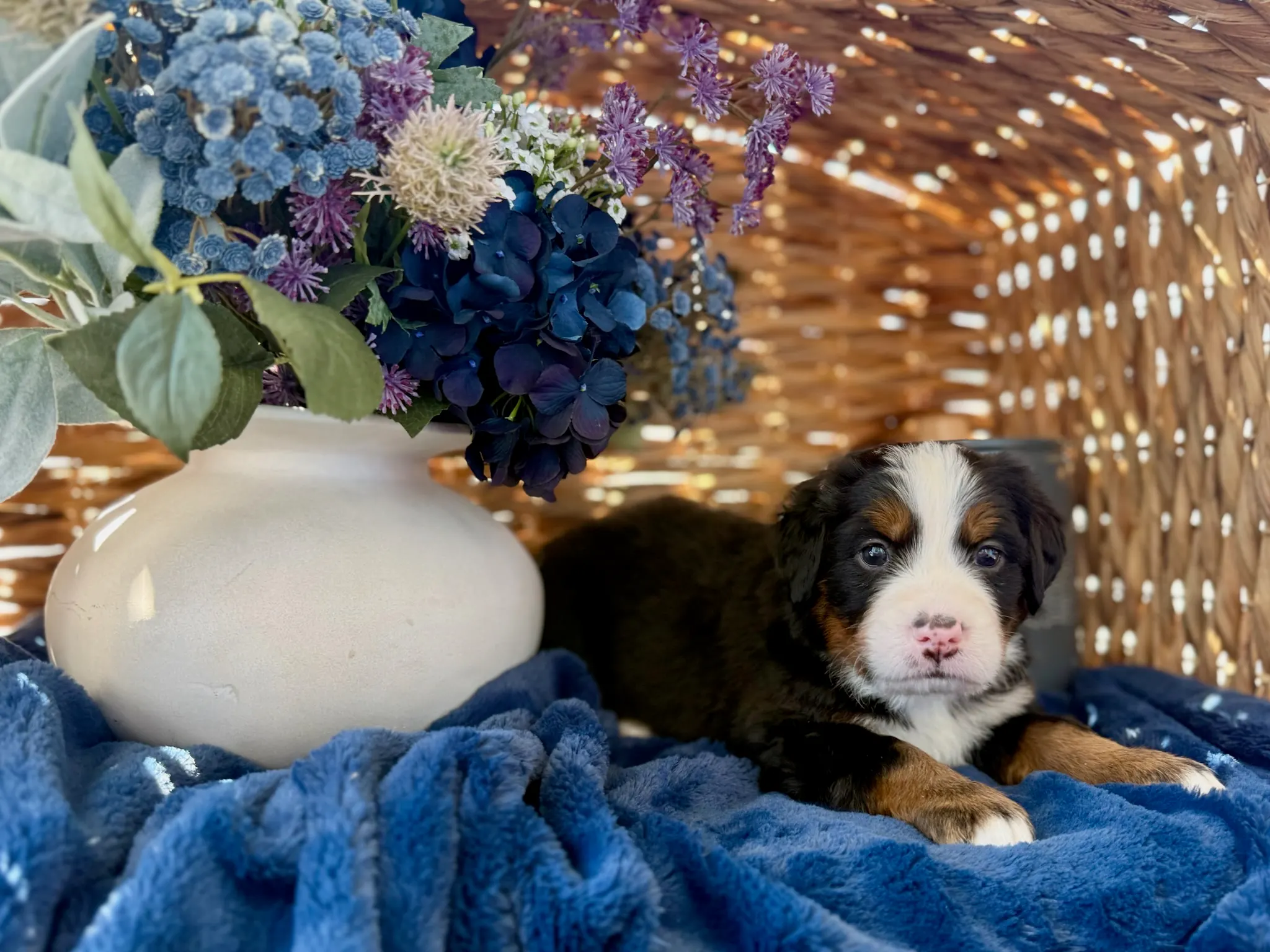 Brown collar puppy — July 24, 2026