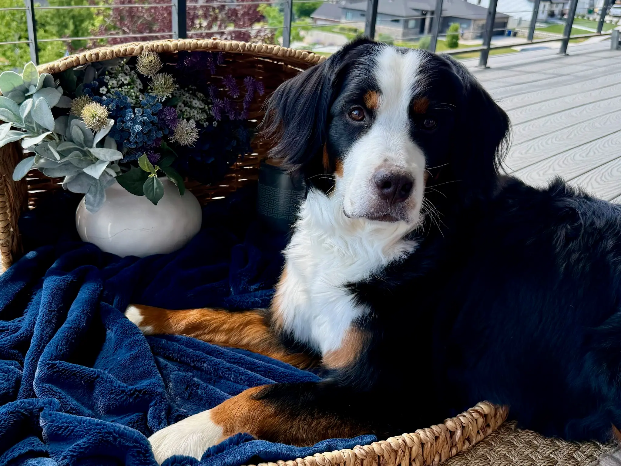 Coco — July 24, 2026