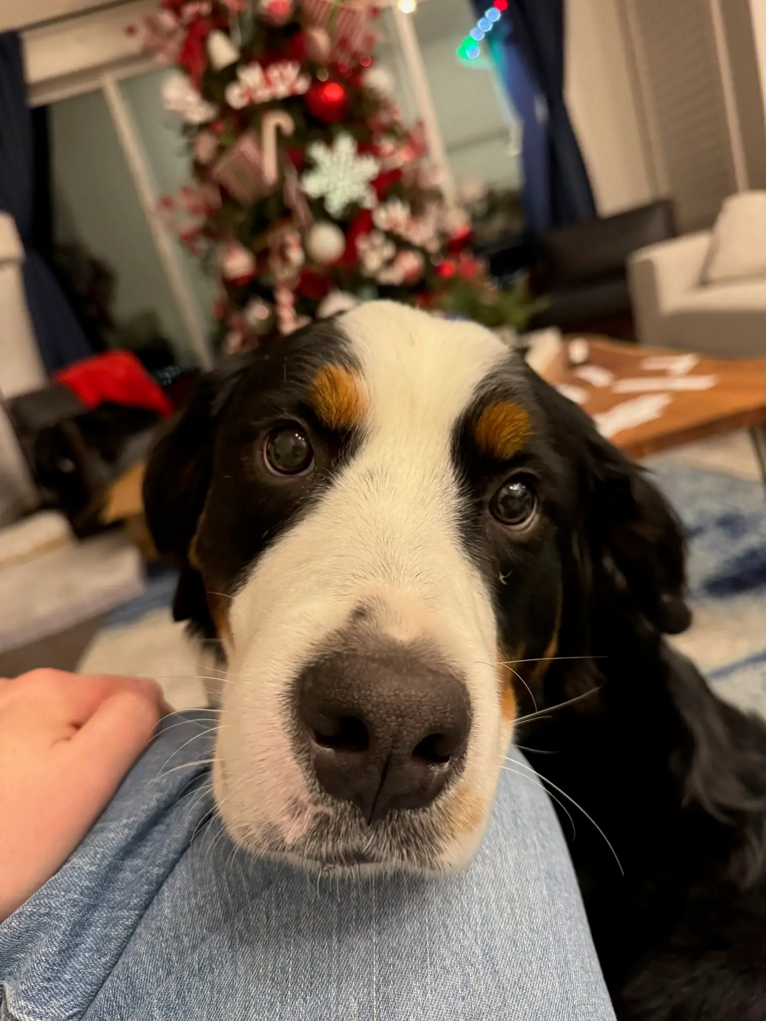 Coco