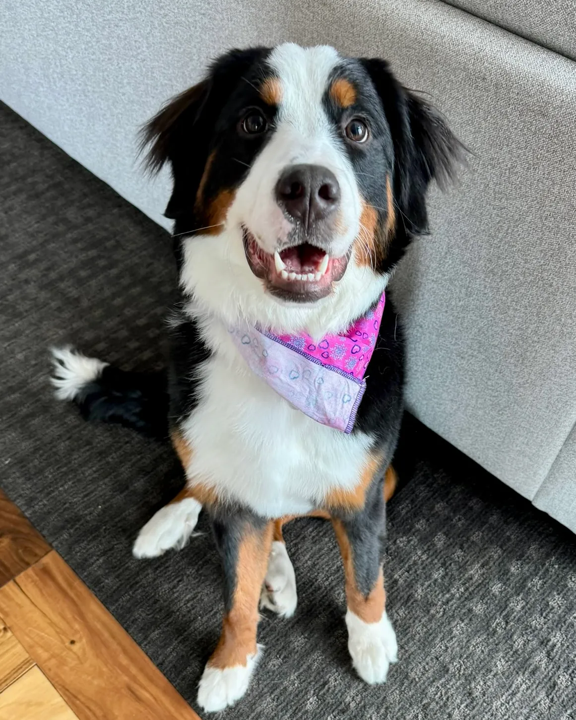 Coco the Bernese Mountain Dog