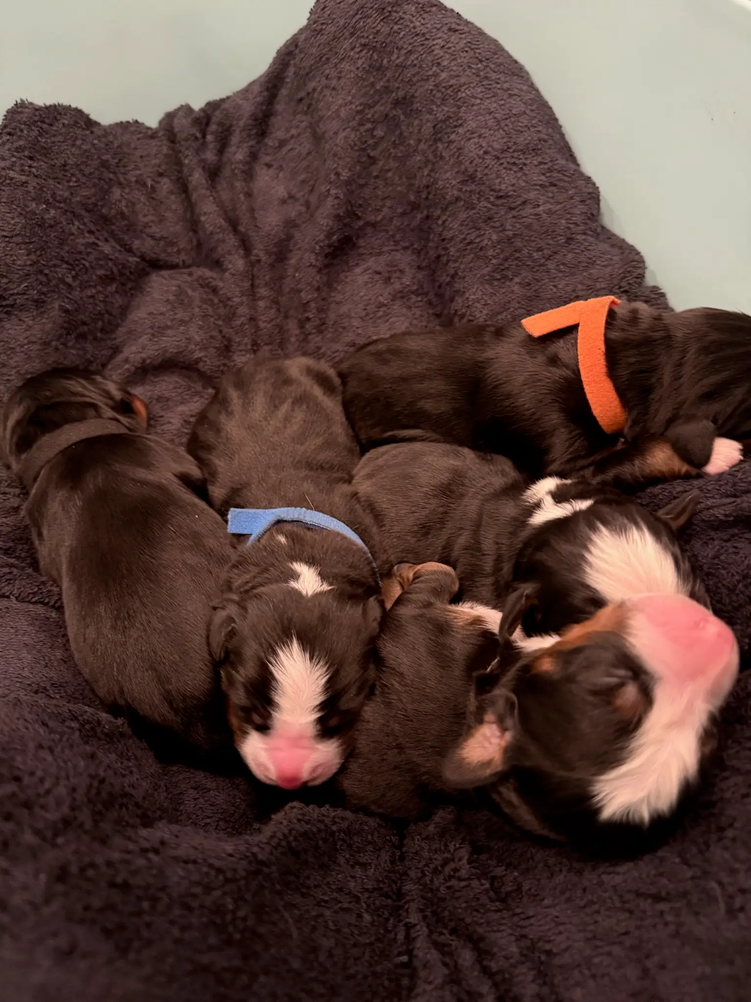 Coco's puppies in their first few days