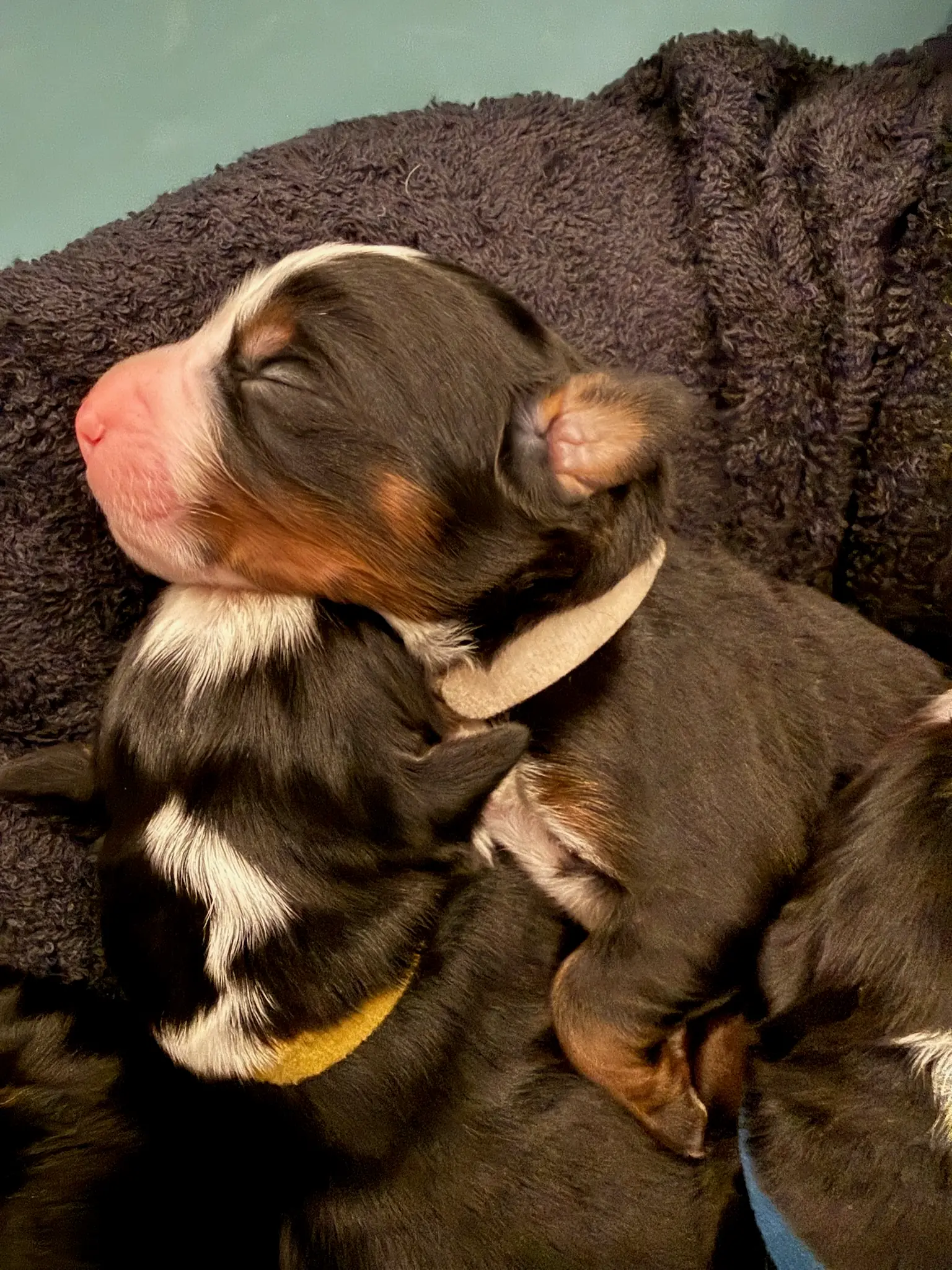 Coco's puppies in their first few days