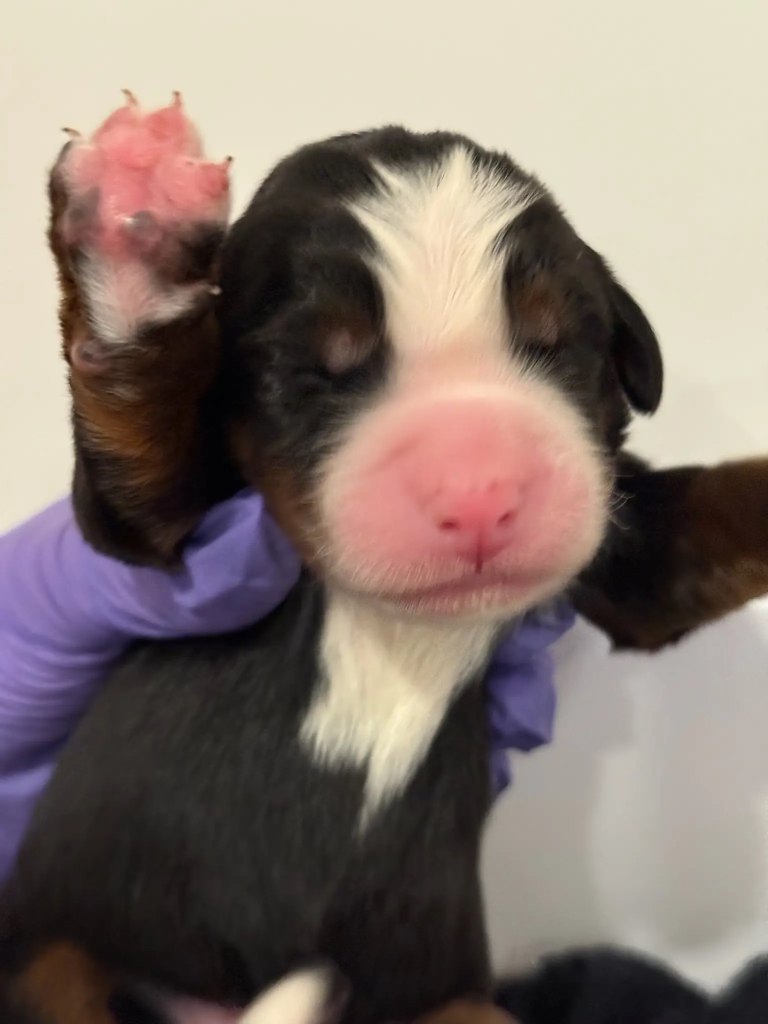 Coco's puppies in their first few days