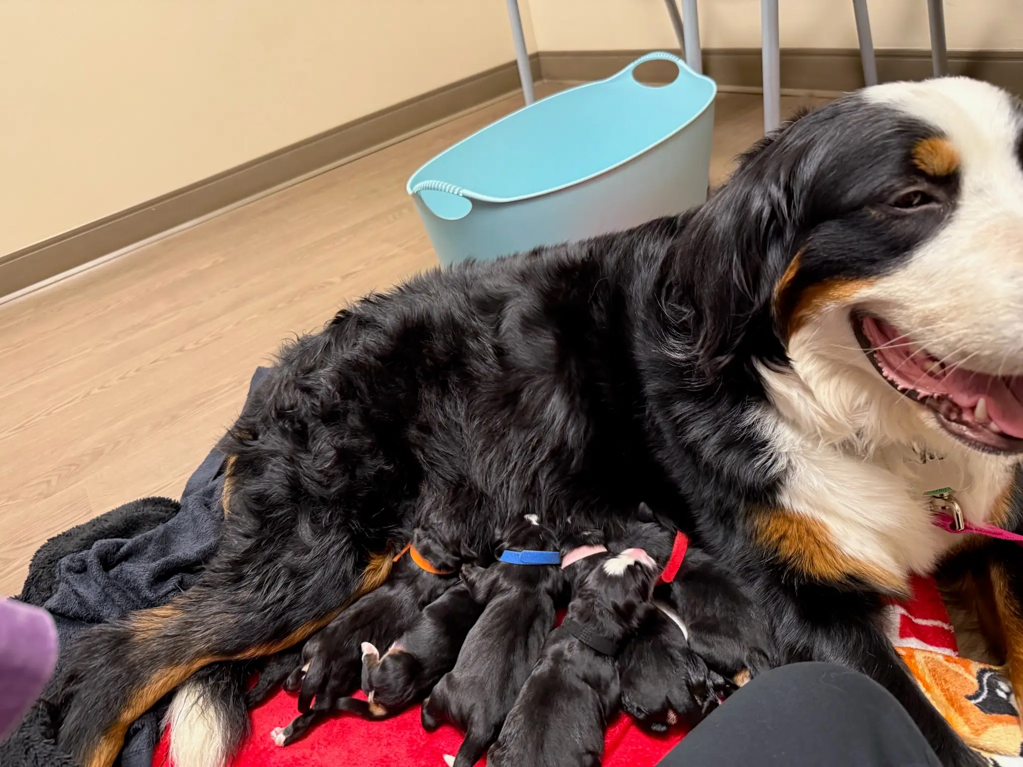 Coco's puppies in their first few days