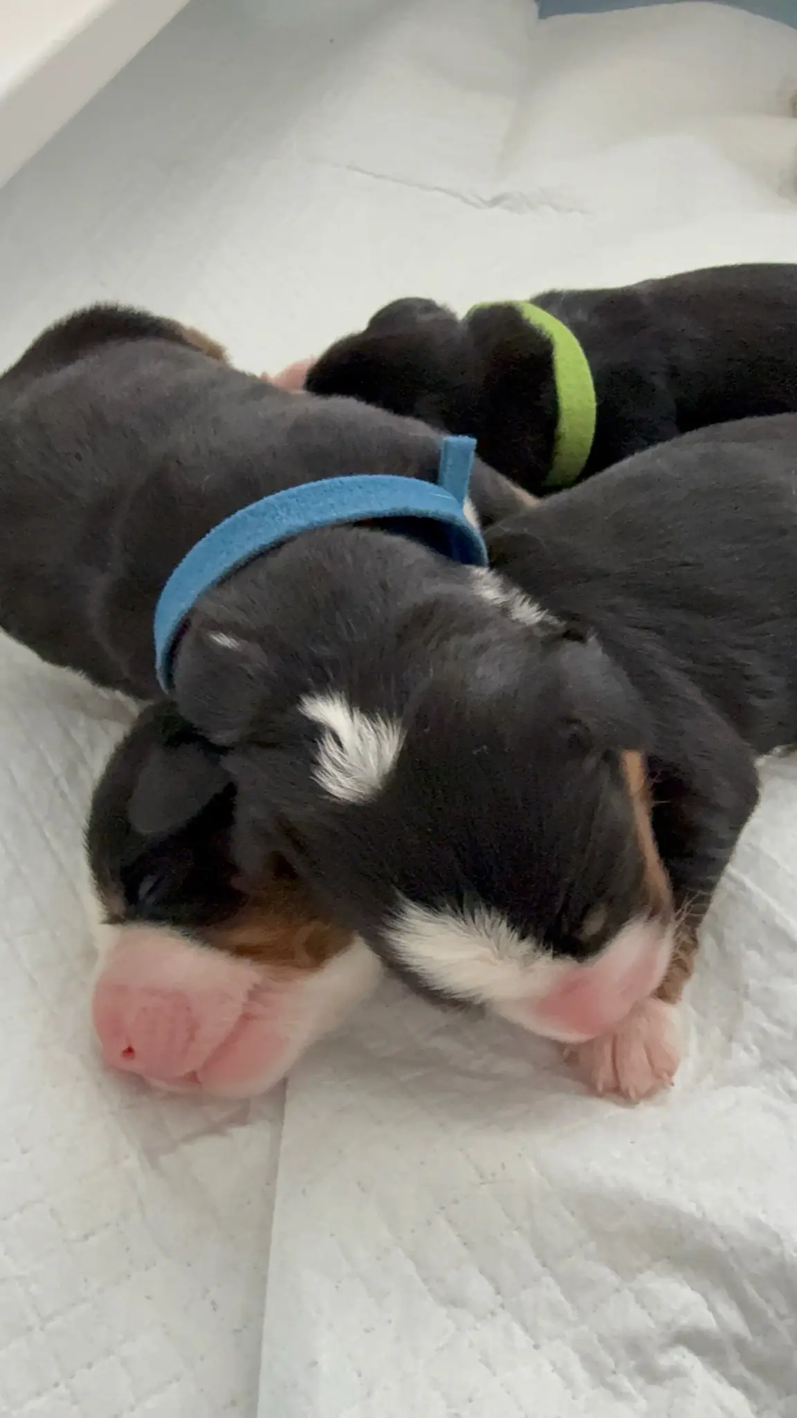 Coco's puppies in their first few days