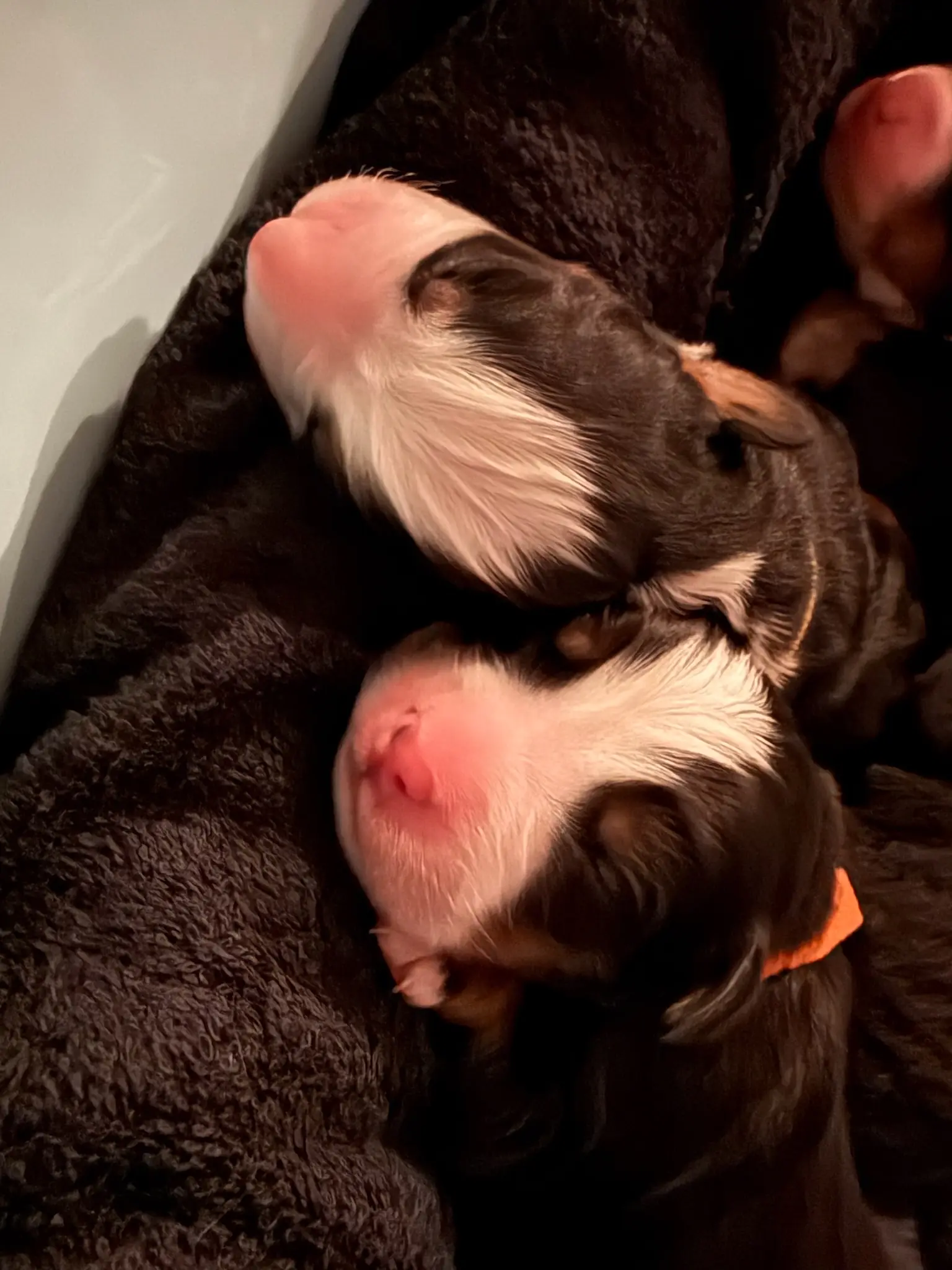 Coco's puppies in their first few days