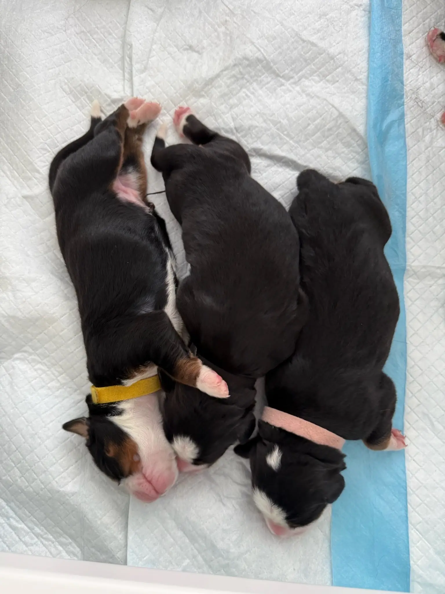 Coco's puppies in their first few days