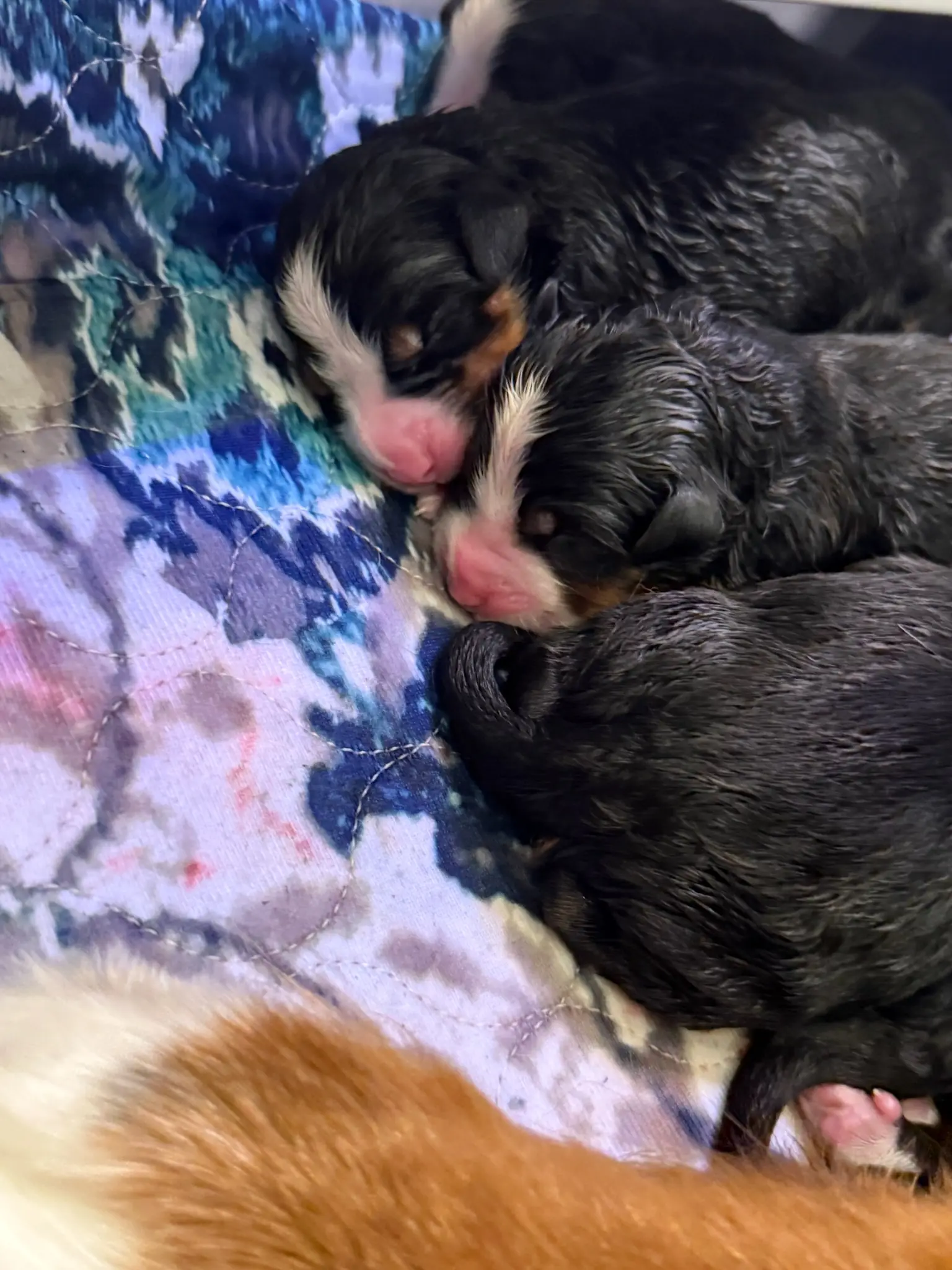 Coco's puppies in their first few days