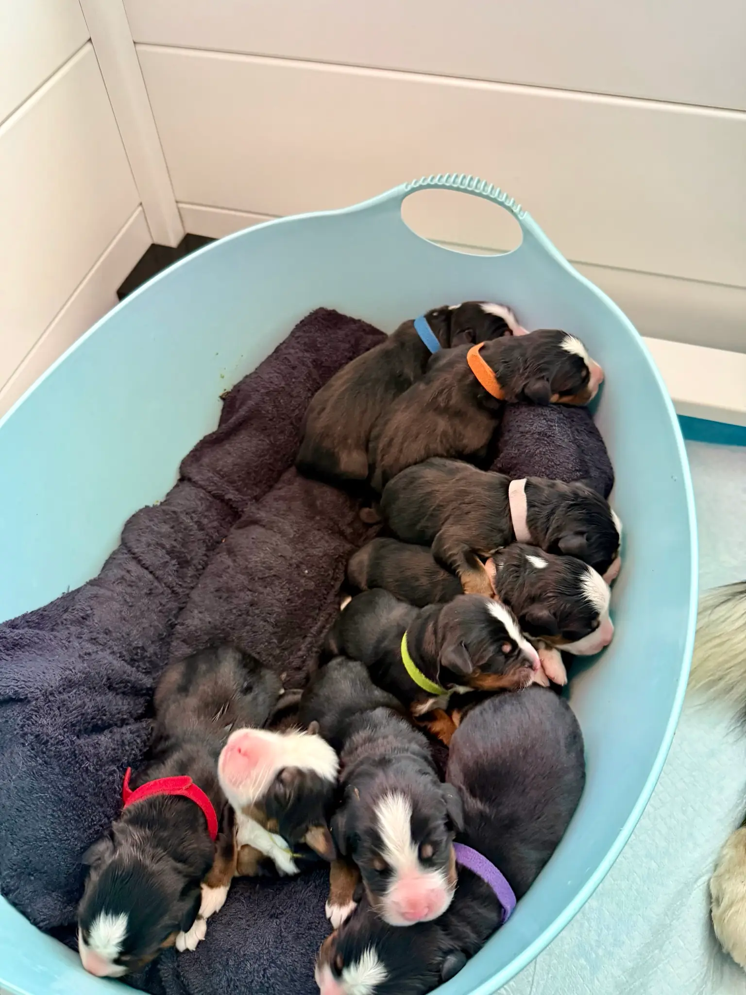 Coco's puppies in their first few days
