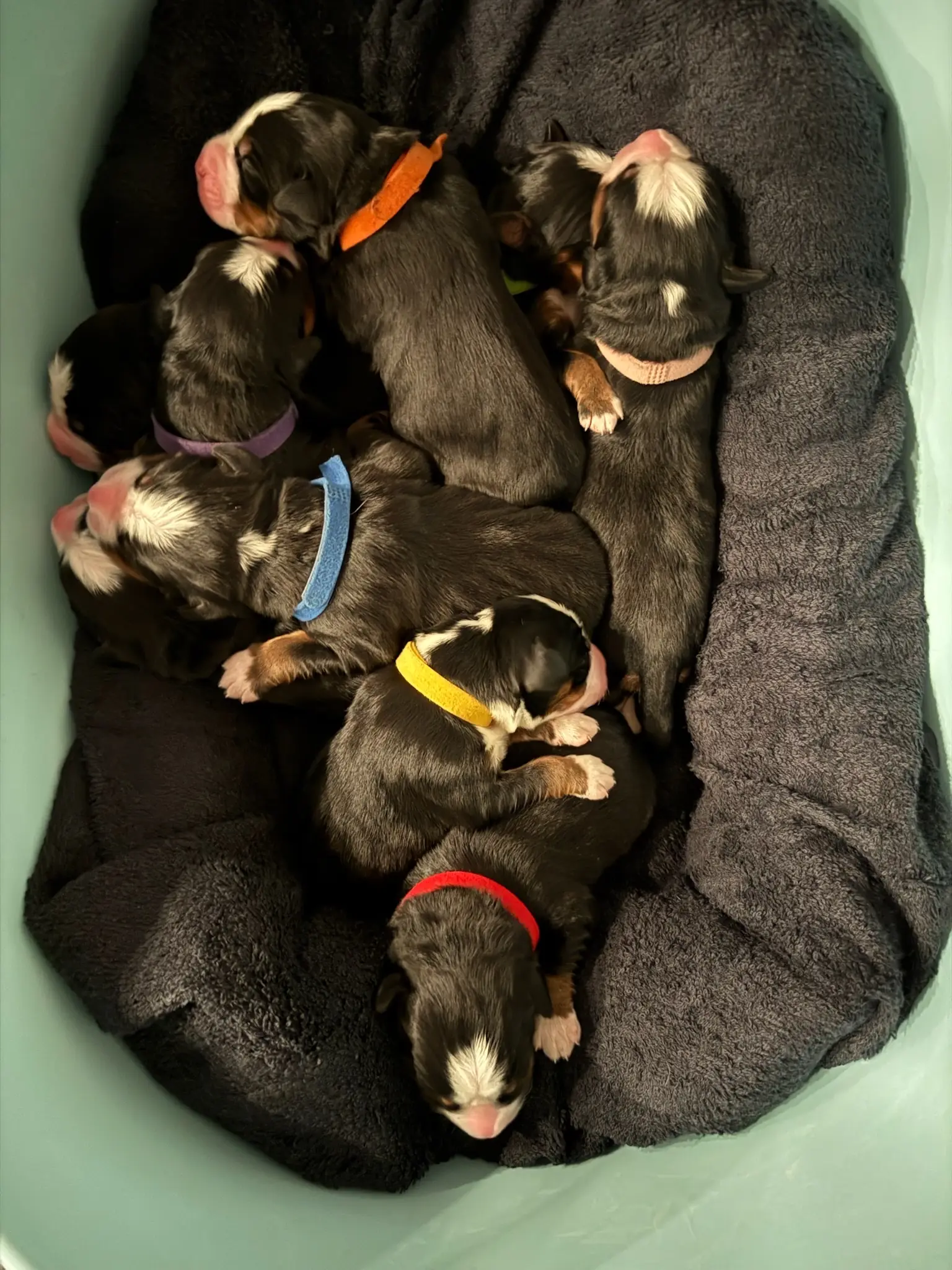 Coco's puppies in their first few days