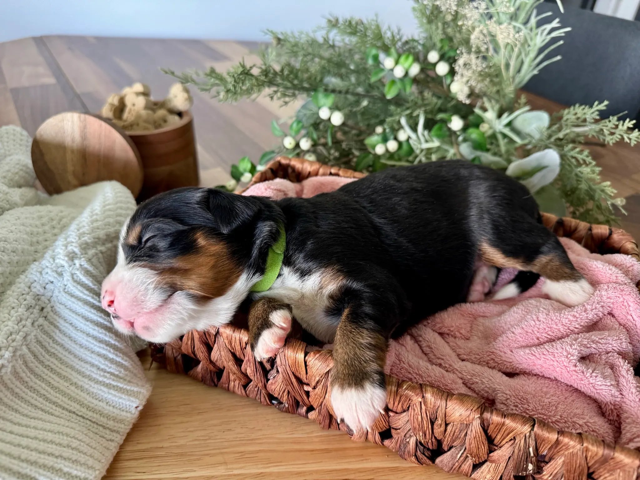 Green collar puppy — July 7, 2026