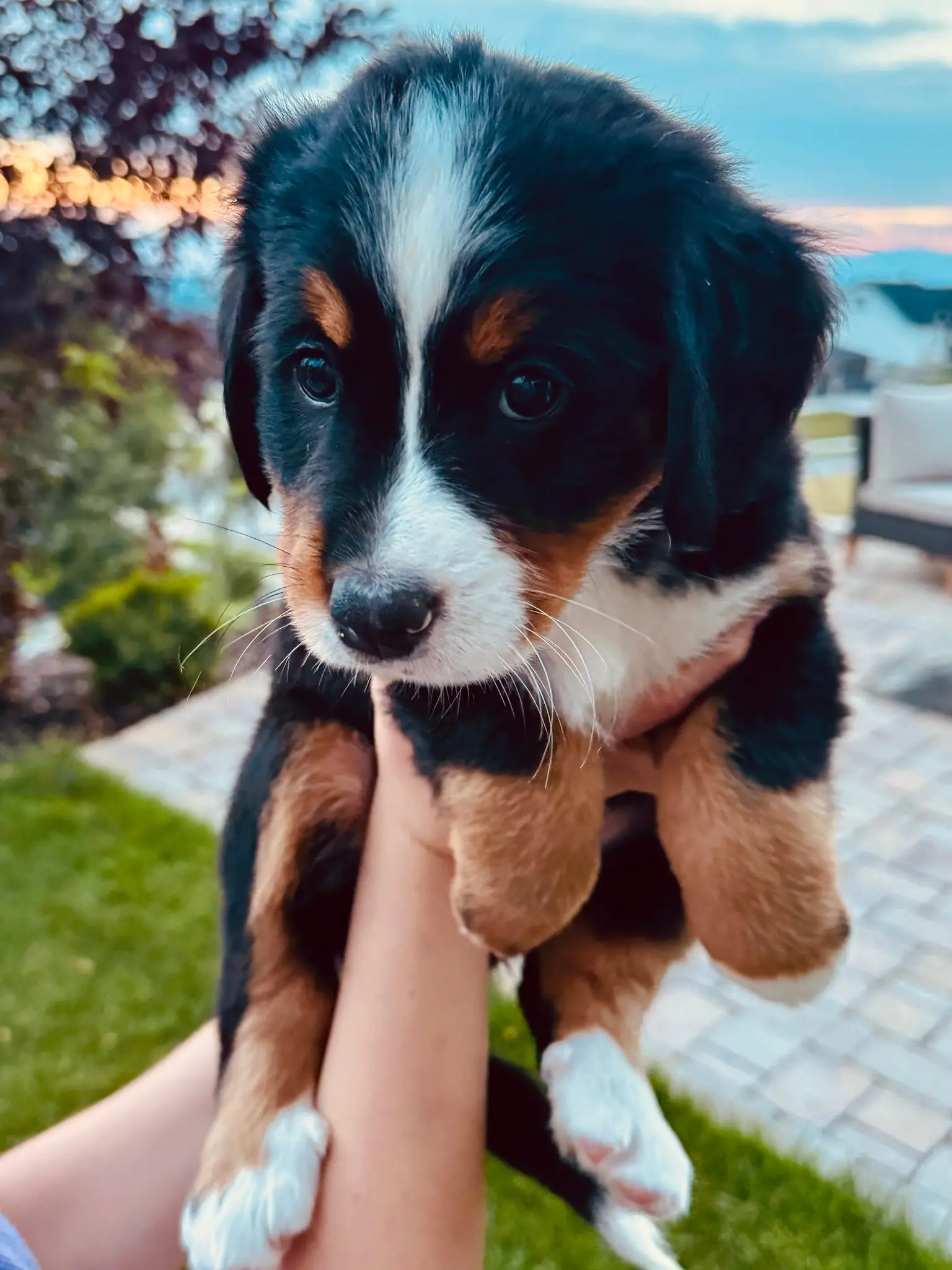 Green collar puppy — August 13, 2026