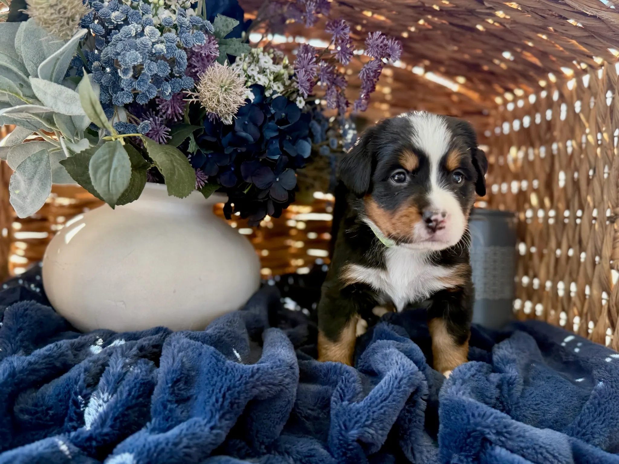 Green collar puppy — July 24, 2026
