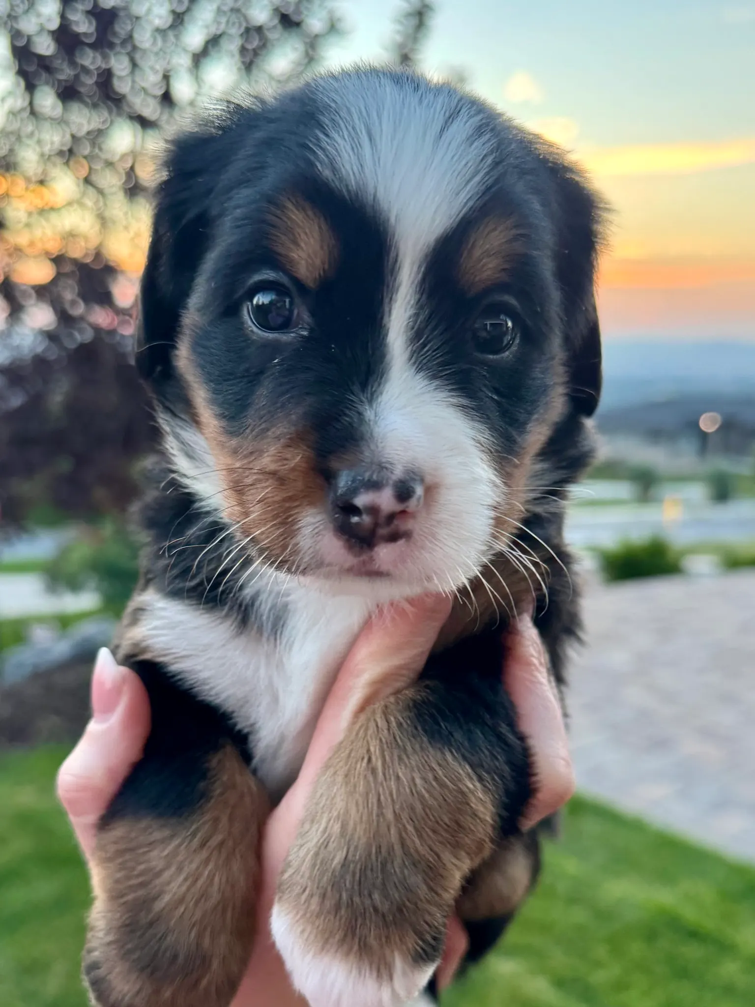 Green collar puppy — July 23, 2026