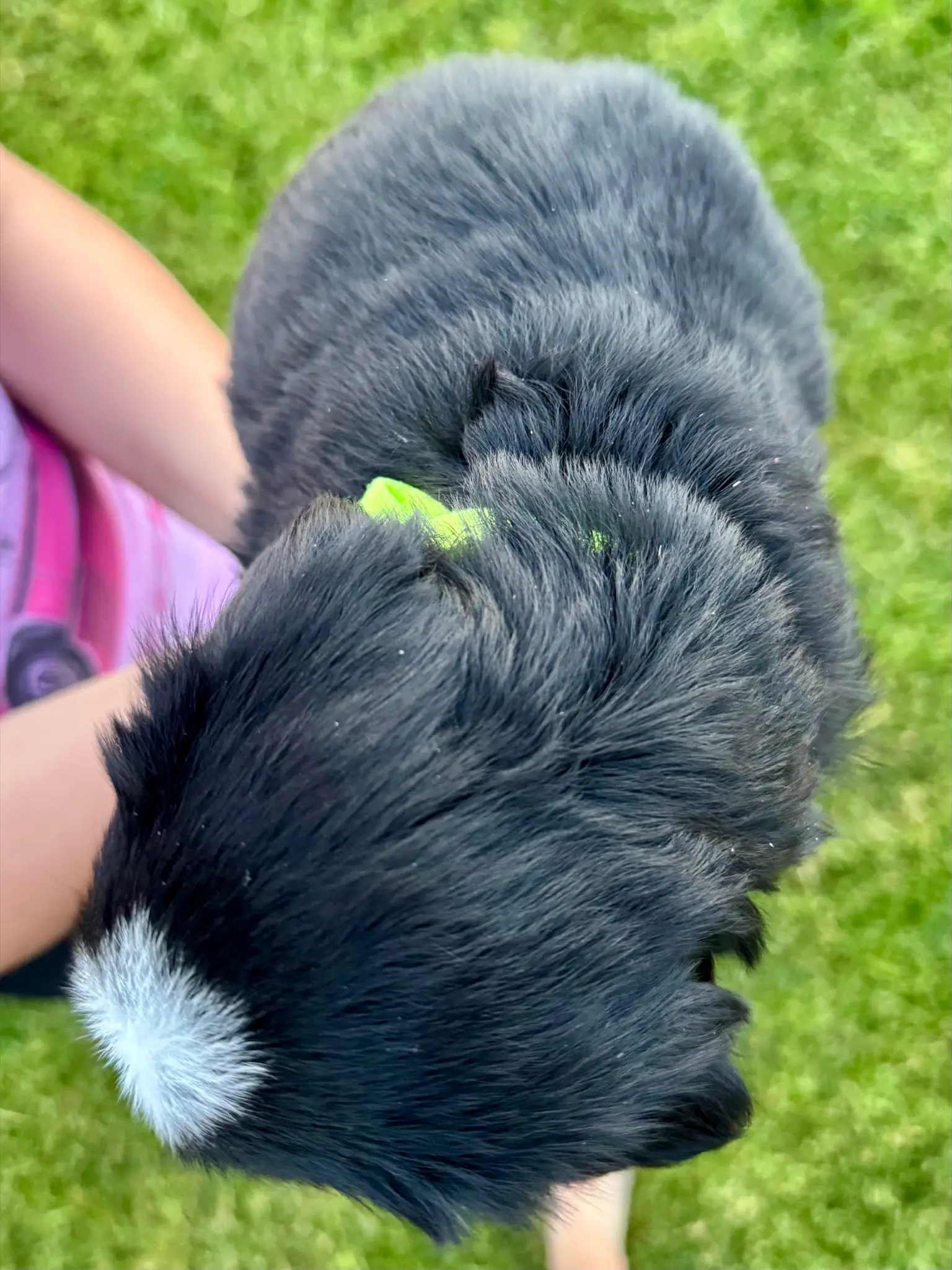 Green collar puppy — July 23, 2026