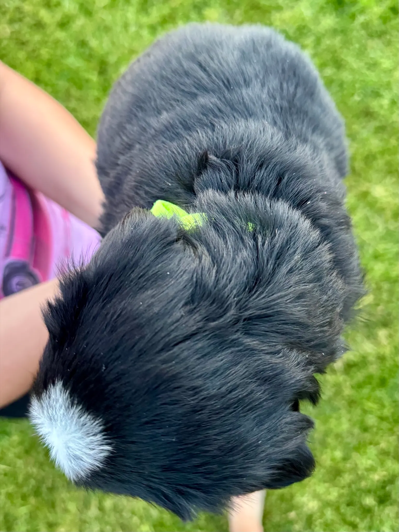 Green collar puppy — July 23, 2026