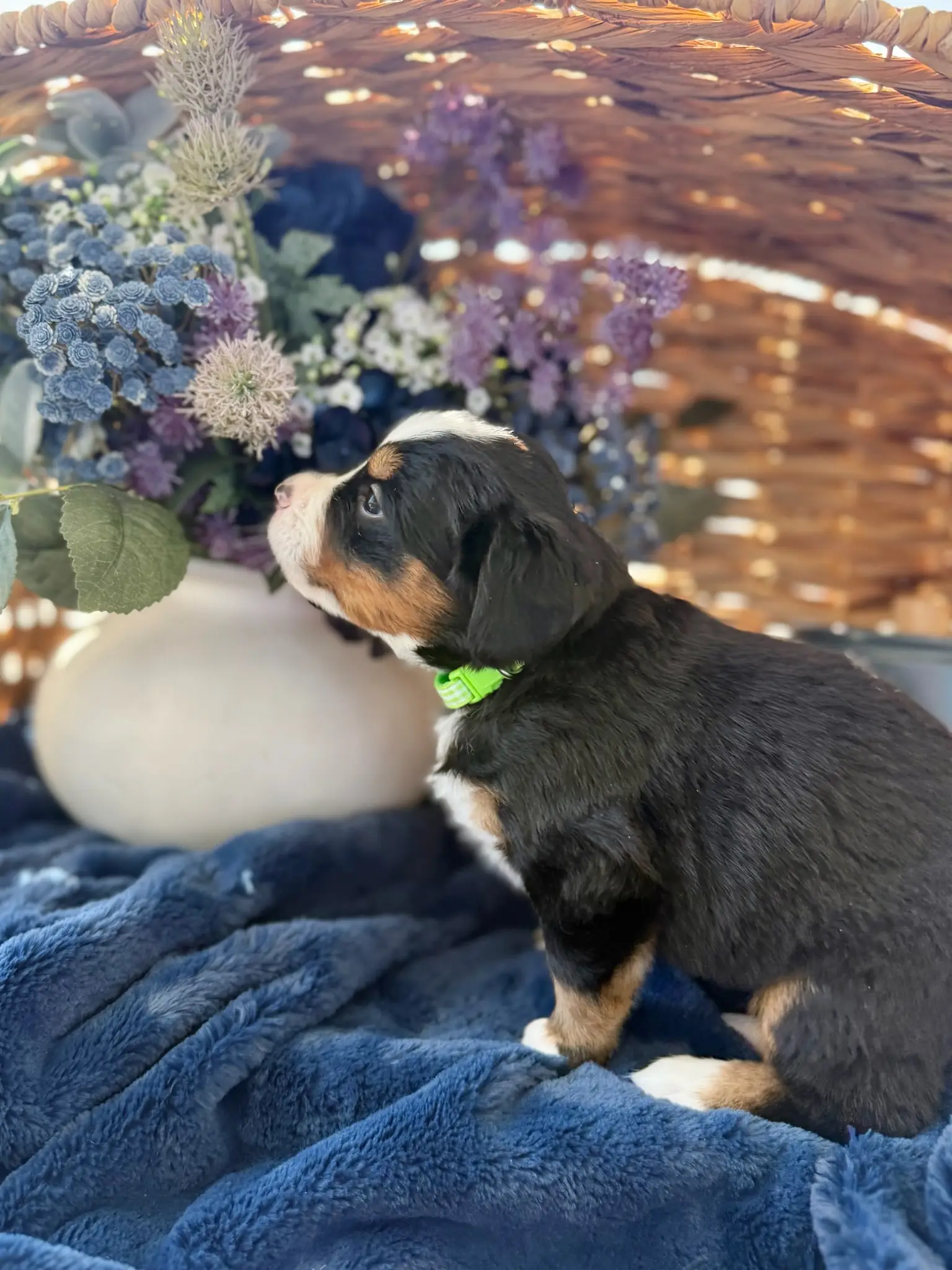 Green collar puppy — July 24, 2026